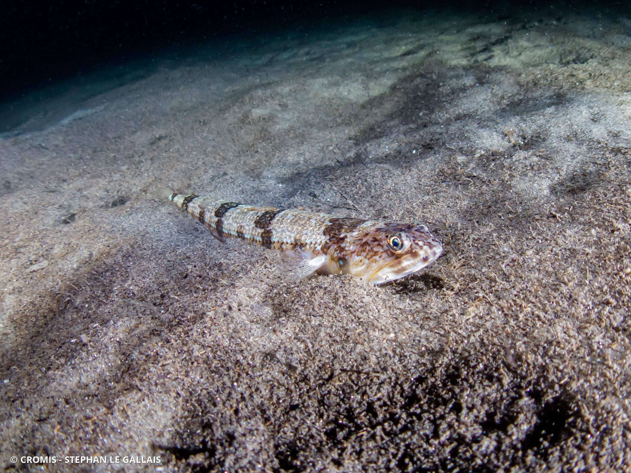 Poisson-lézard rayé