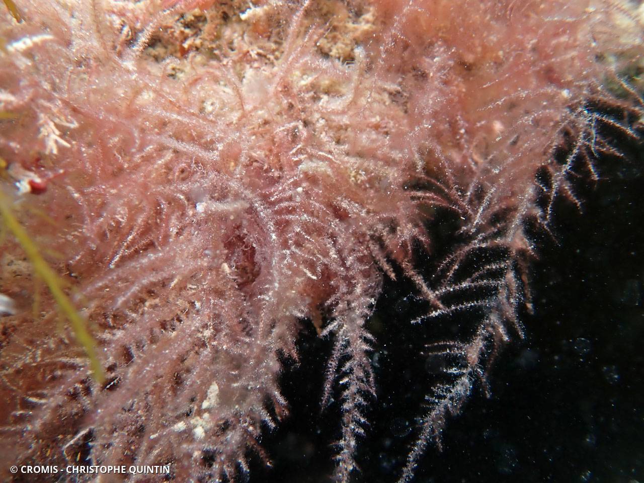 Hétérosiphonia plumeuse