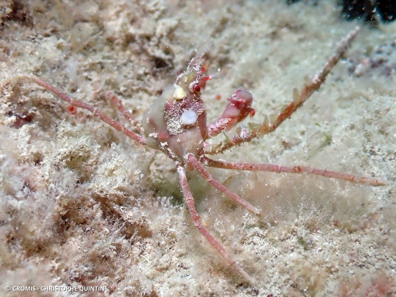 Araignée des anémones