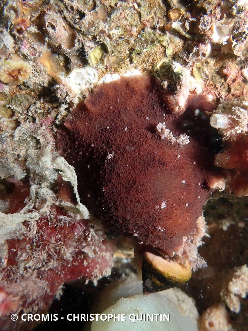 Geitodoris étoilé