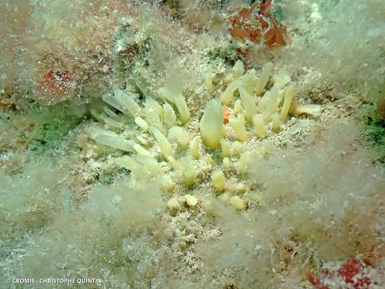 Eponge à languettes