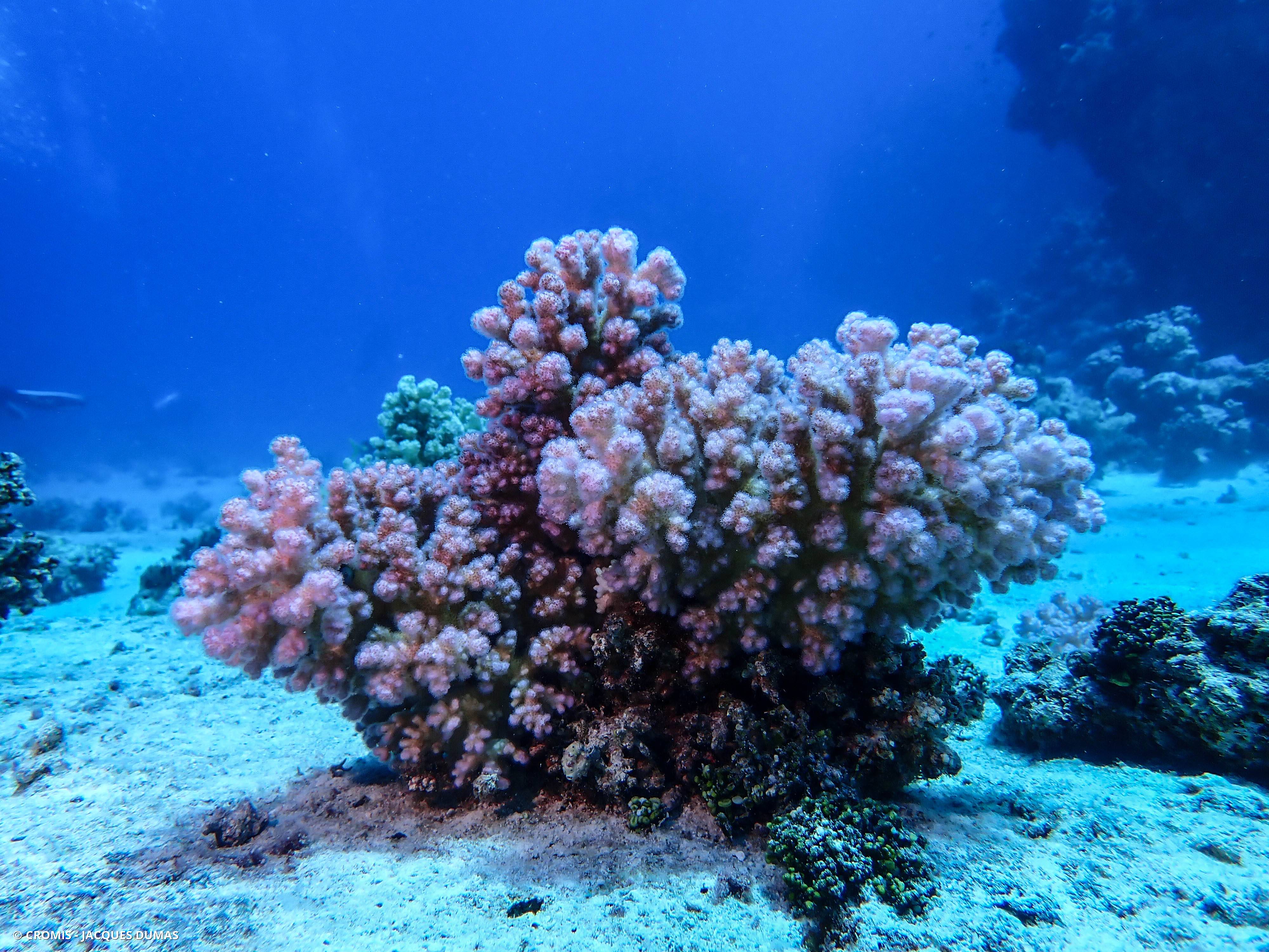 Corail chou-fleur