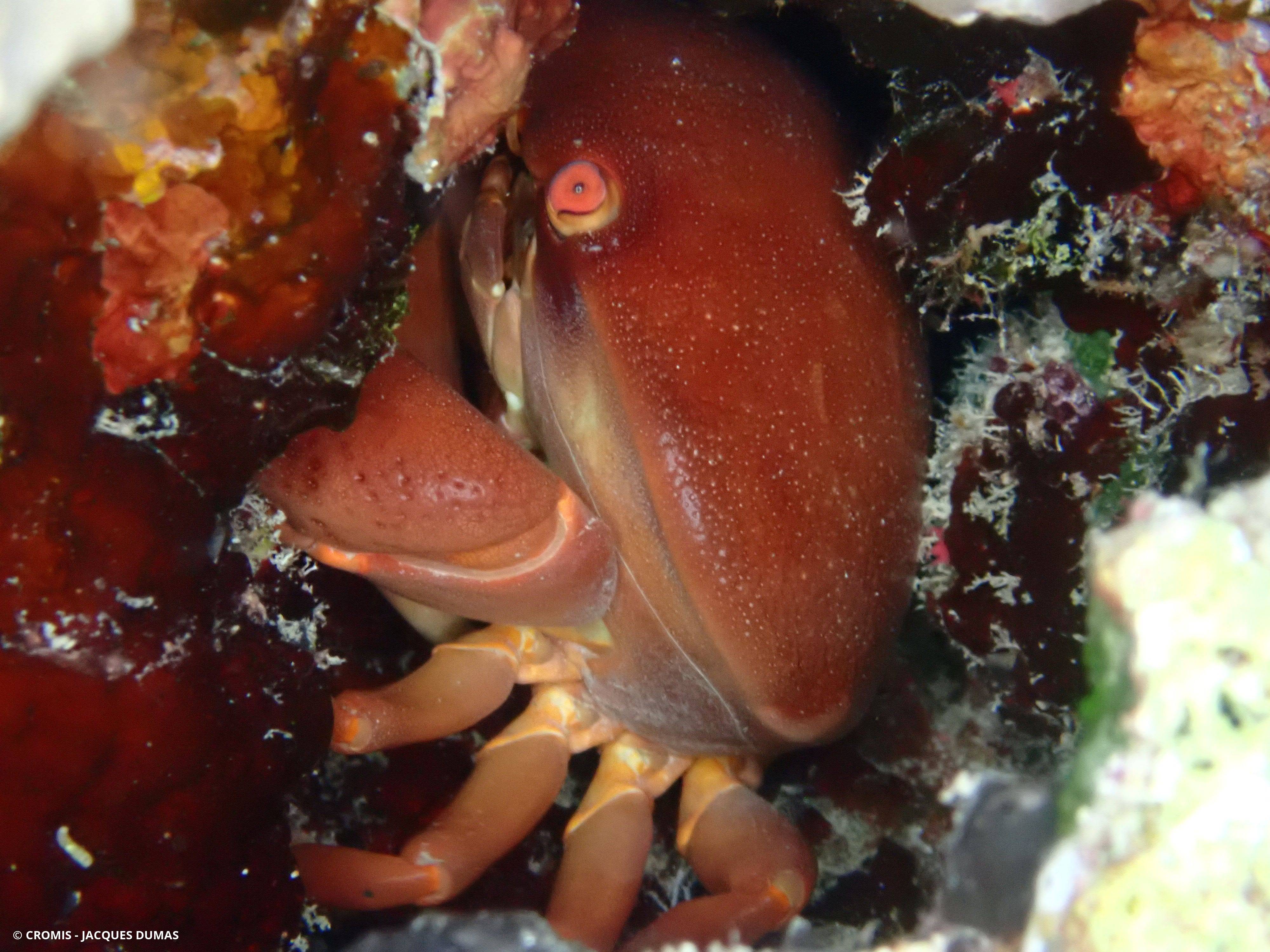 Crabe bombé