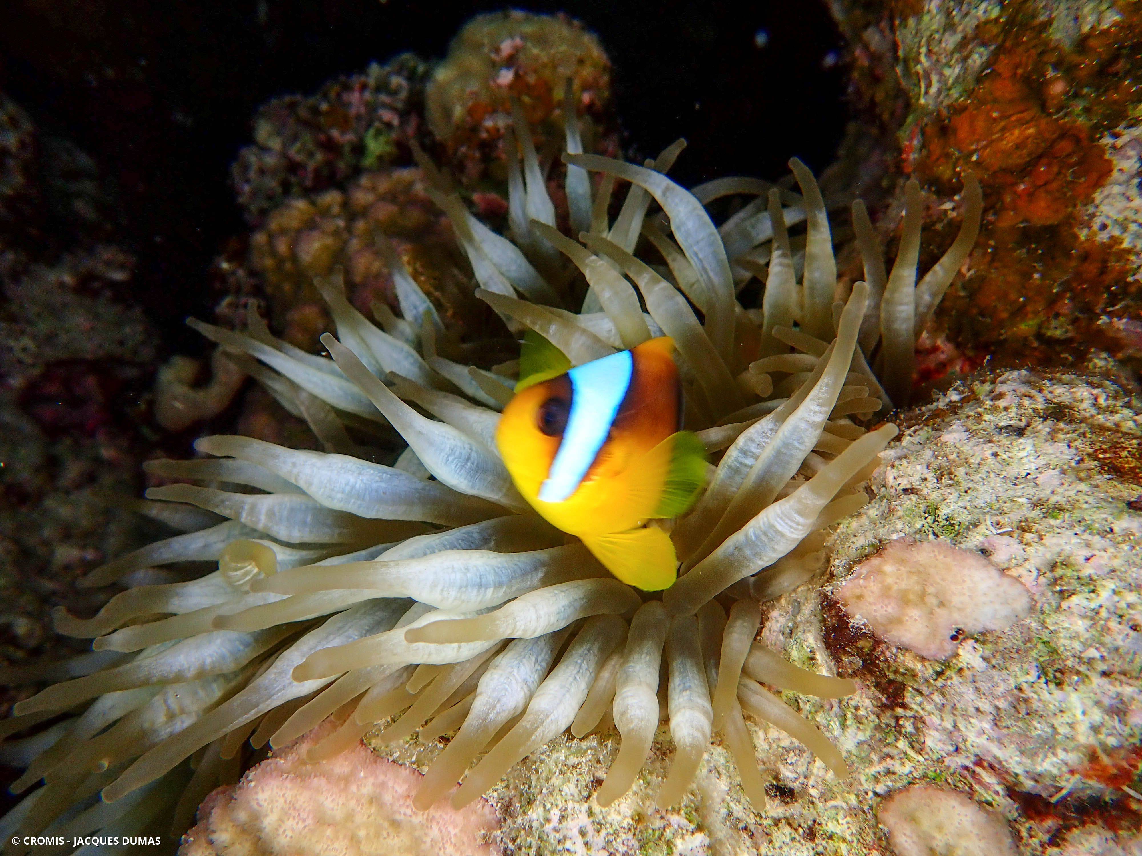 Poisson-clown à deux bandes