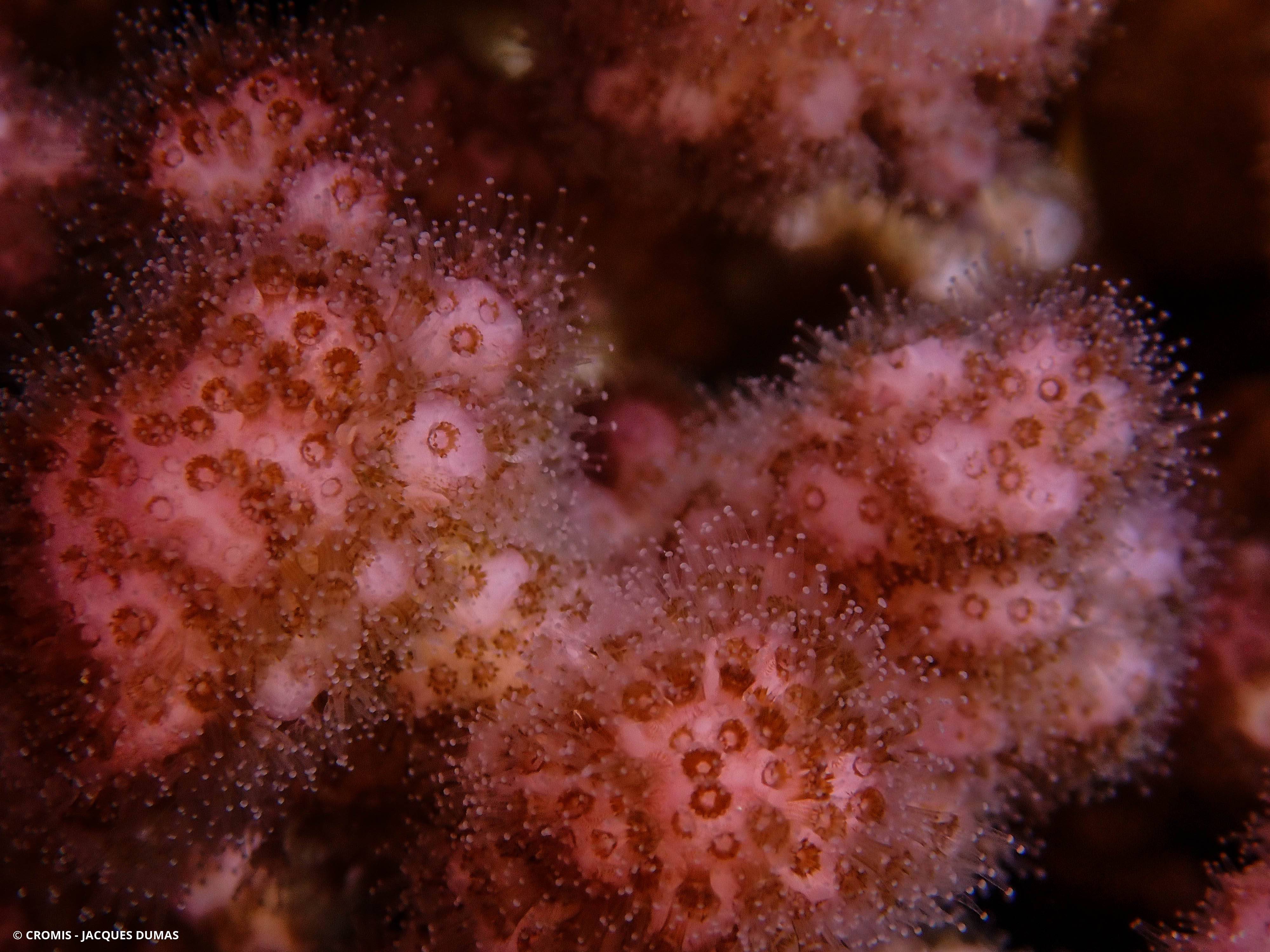 Corail chou-fleur