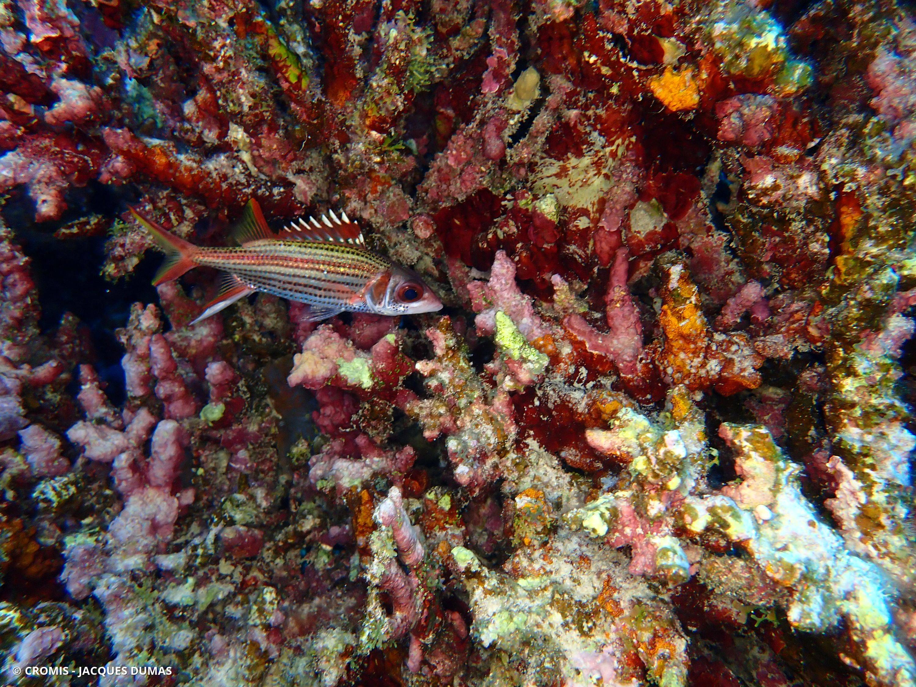 Poisson-écureuil tacheté