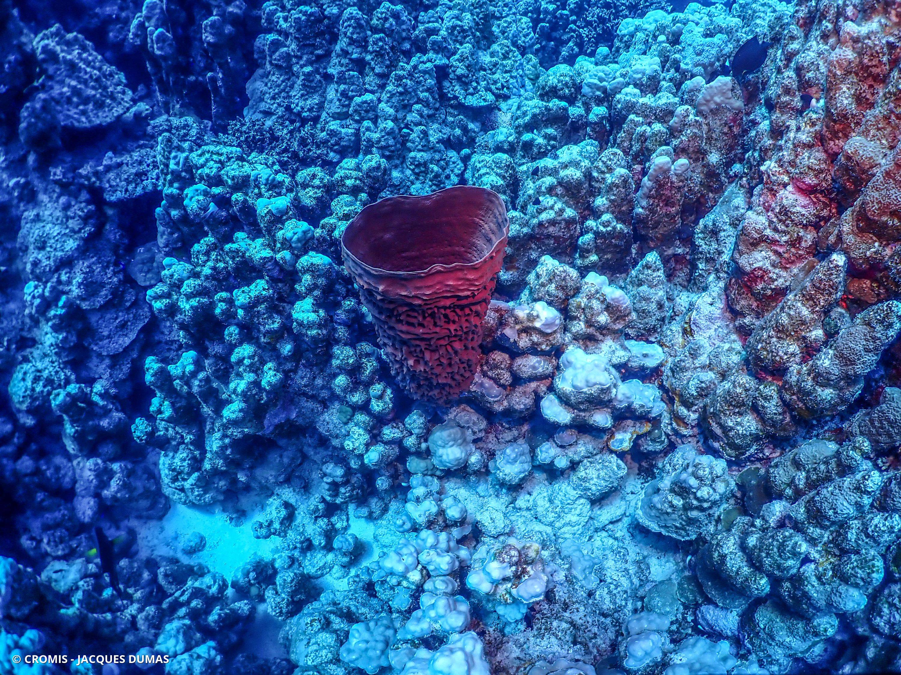 Eponge tubulaire de Mer Rouge