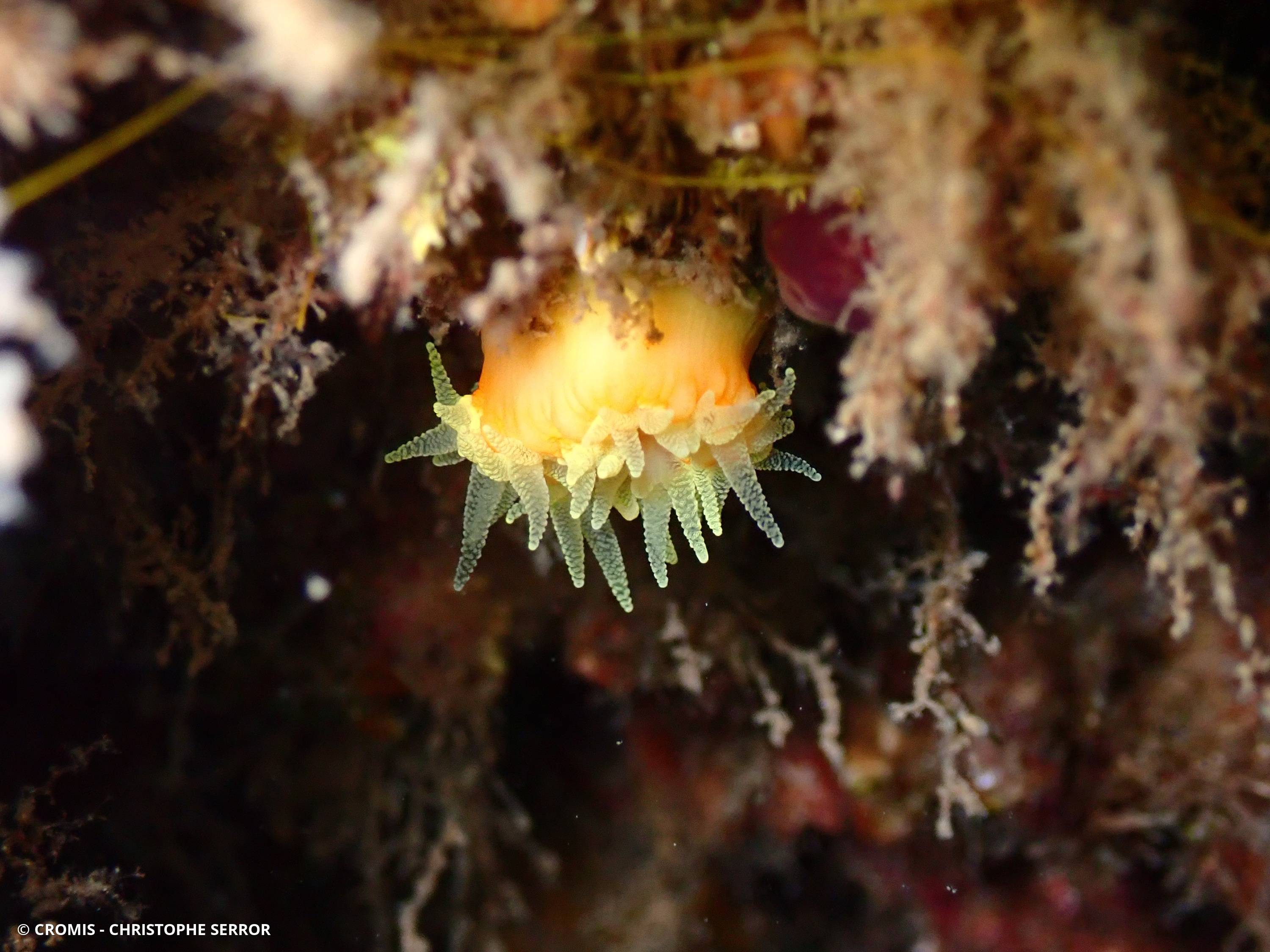 Corail jaune solitaire