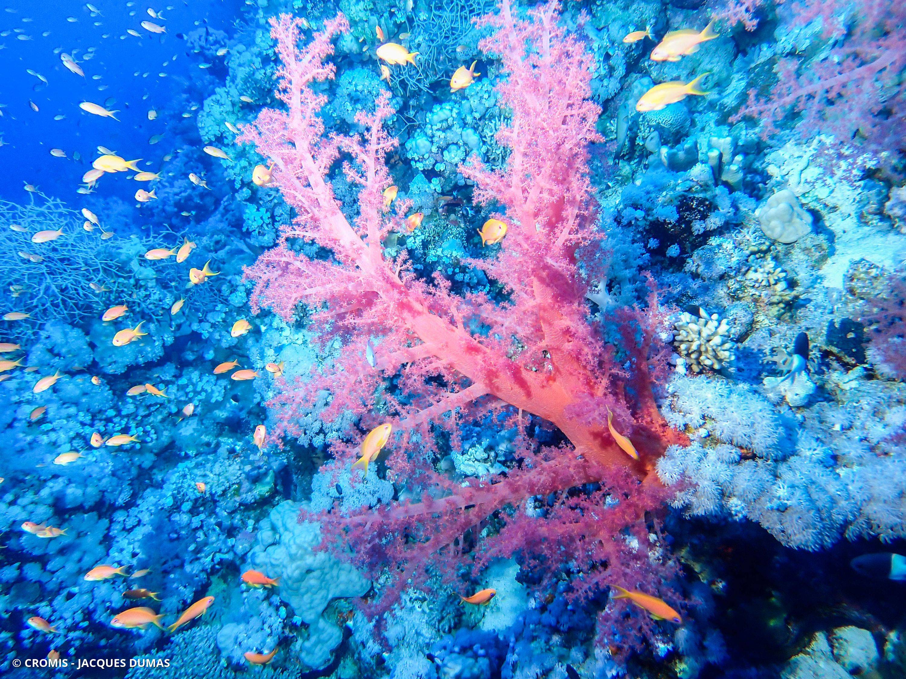 Alcyonaire épineux
