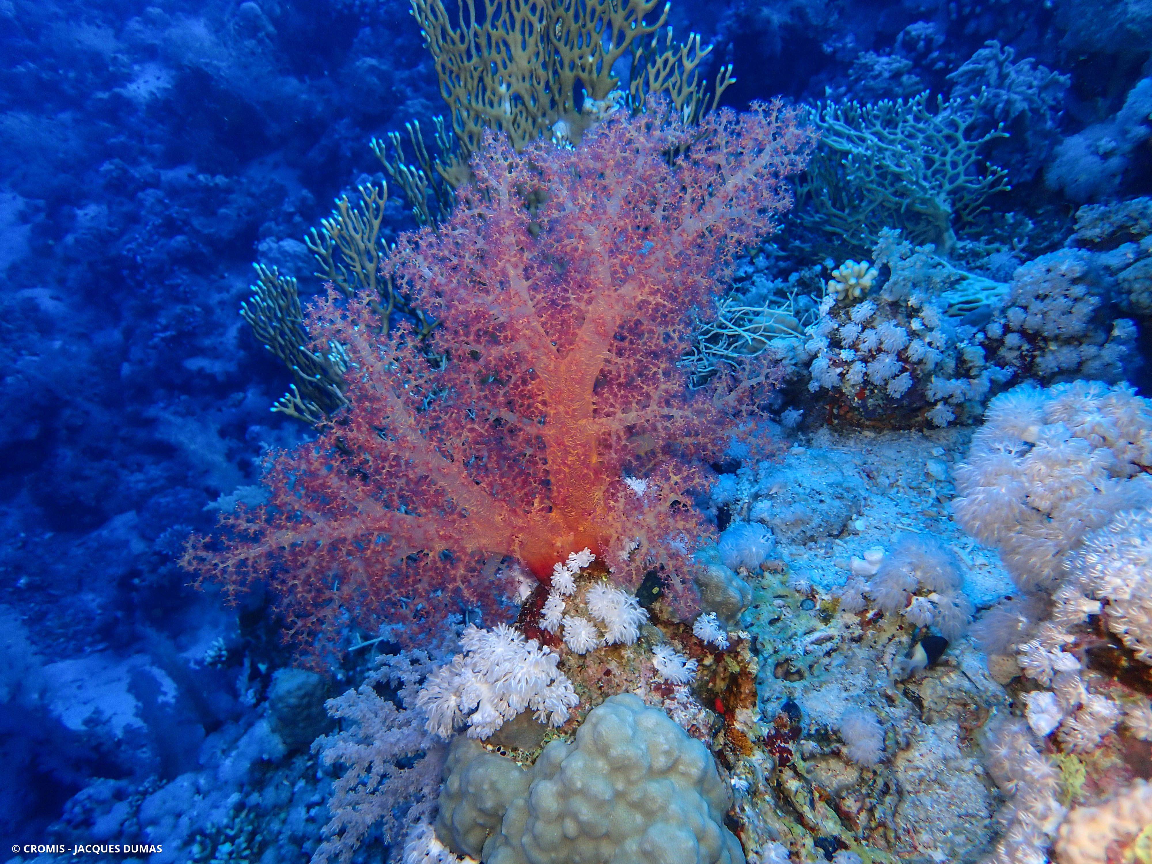 Alcyonaire épineux