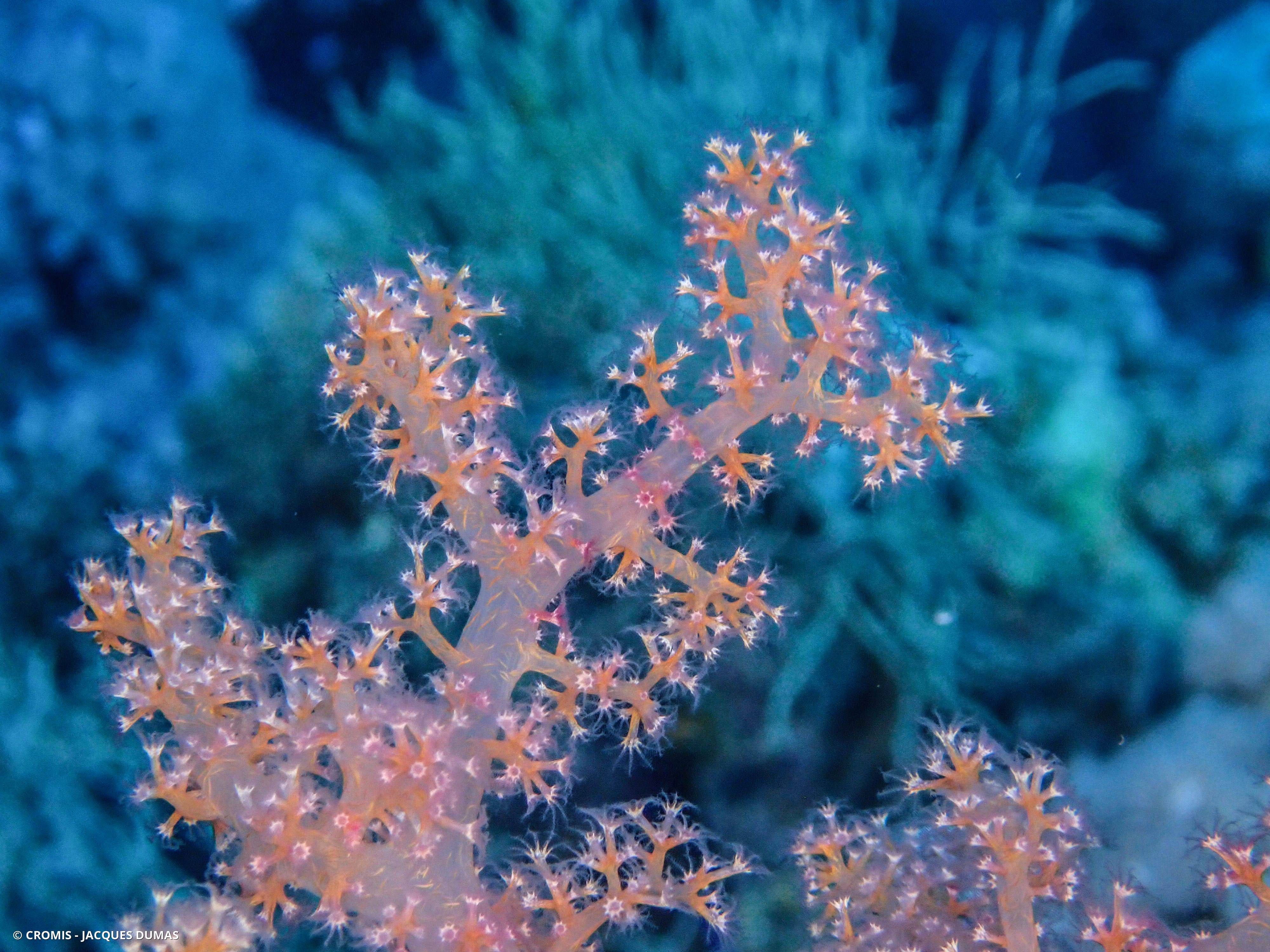 Alcyonaire épineux