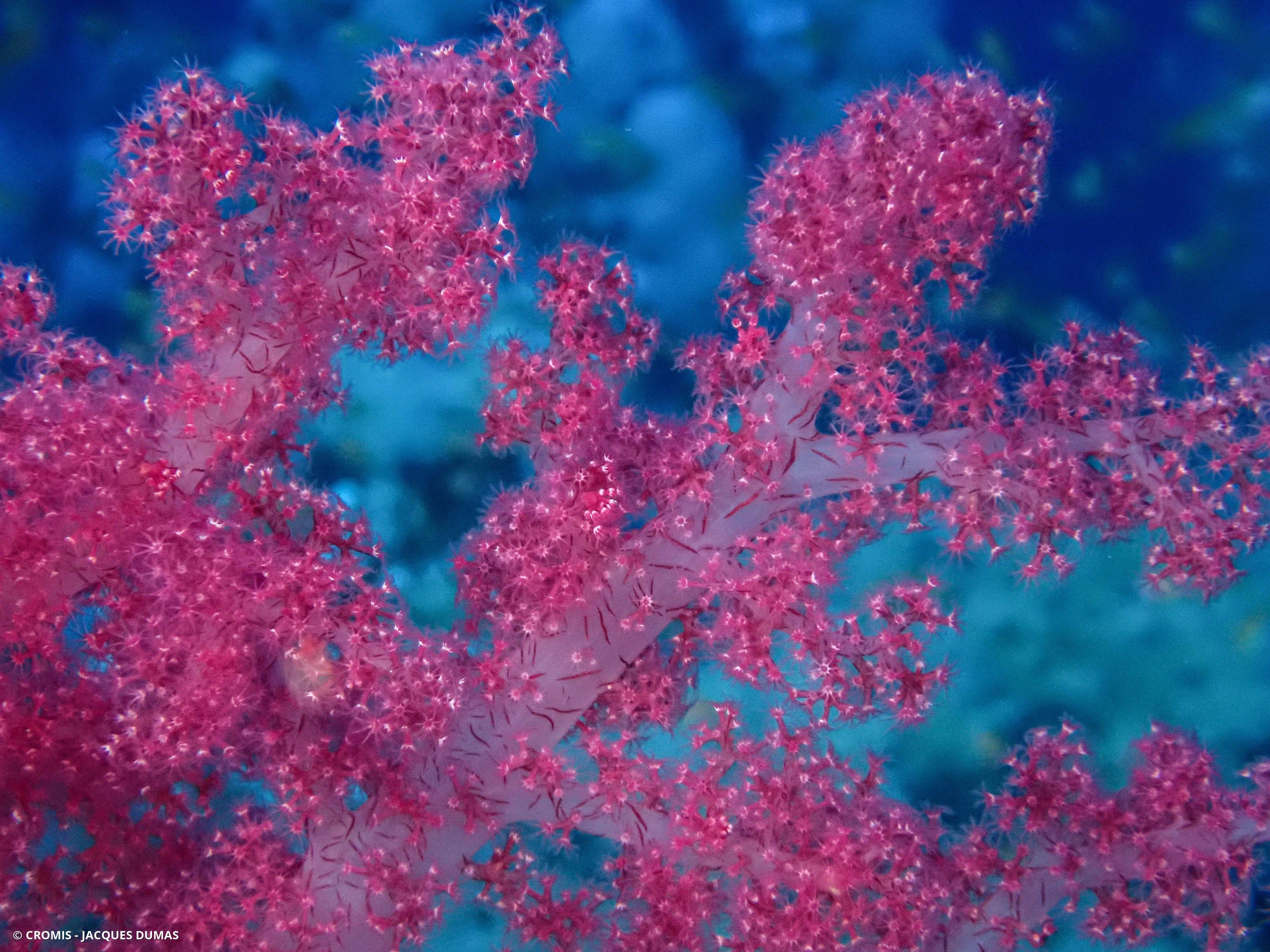 Alcyonaire épineux