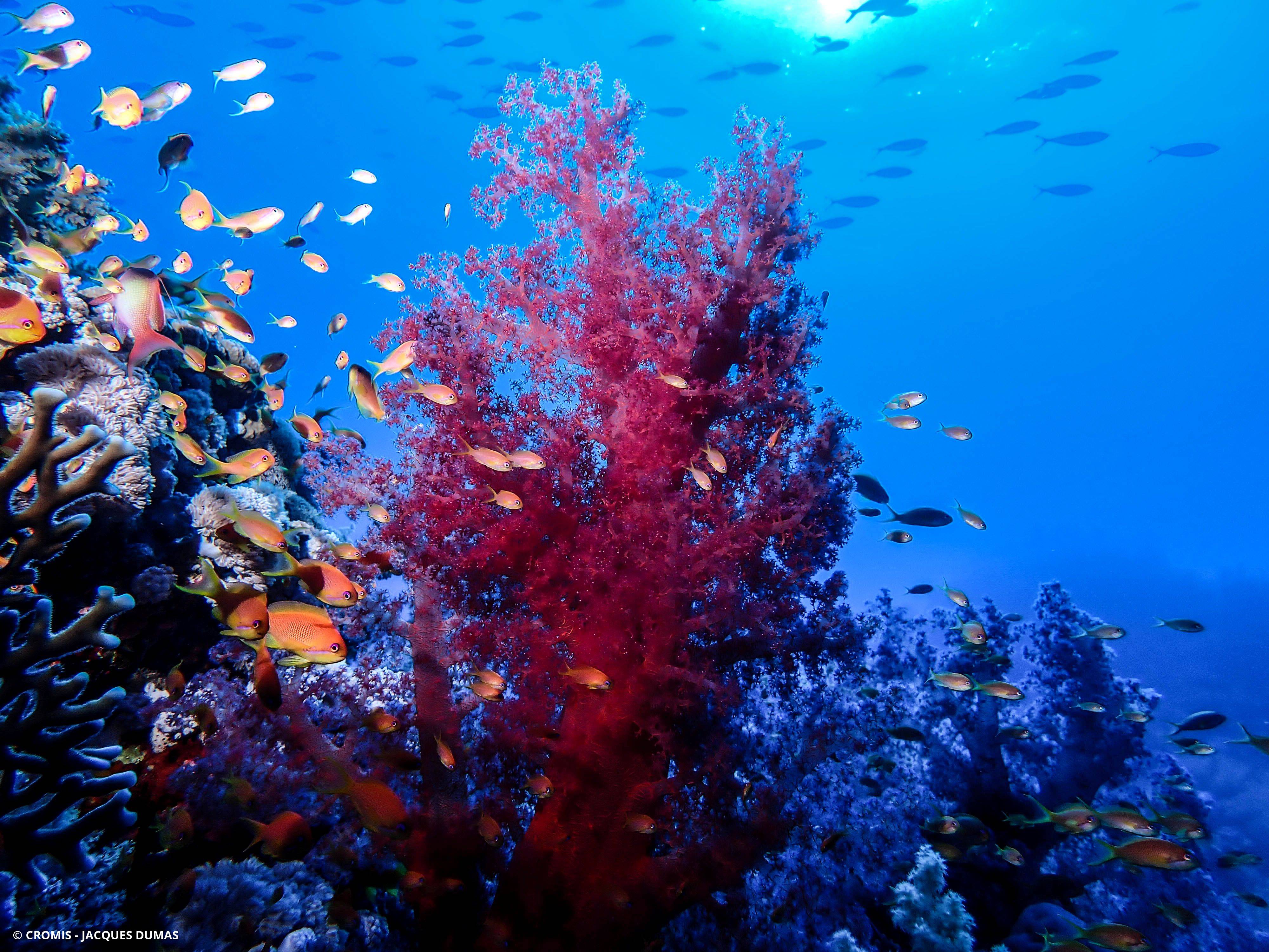 Alcyonaire épineux