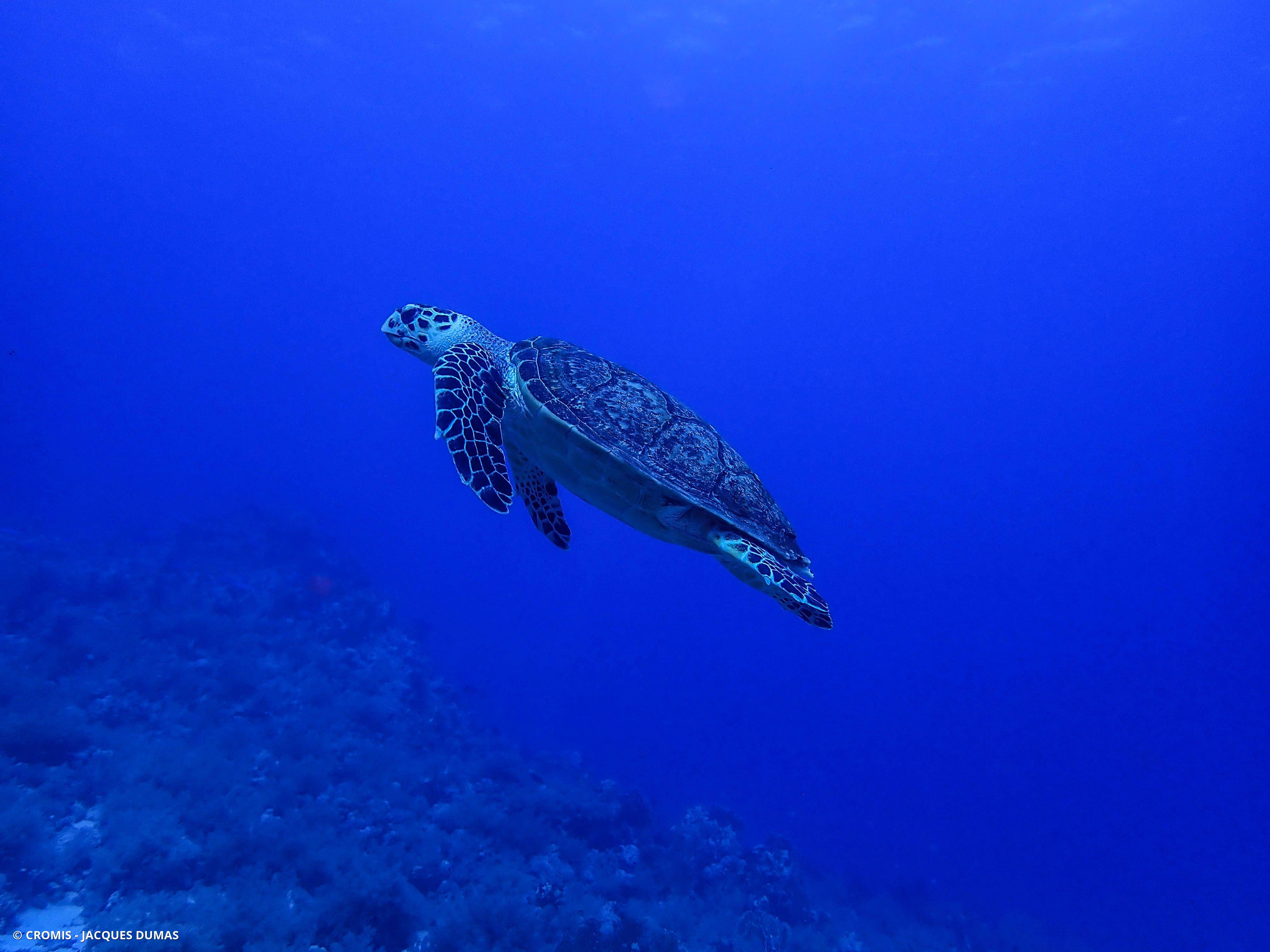 Tortue imbriquée