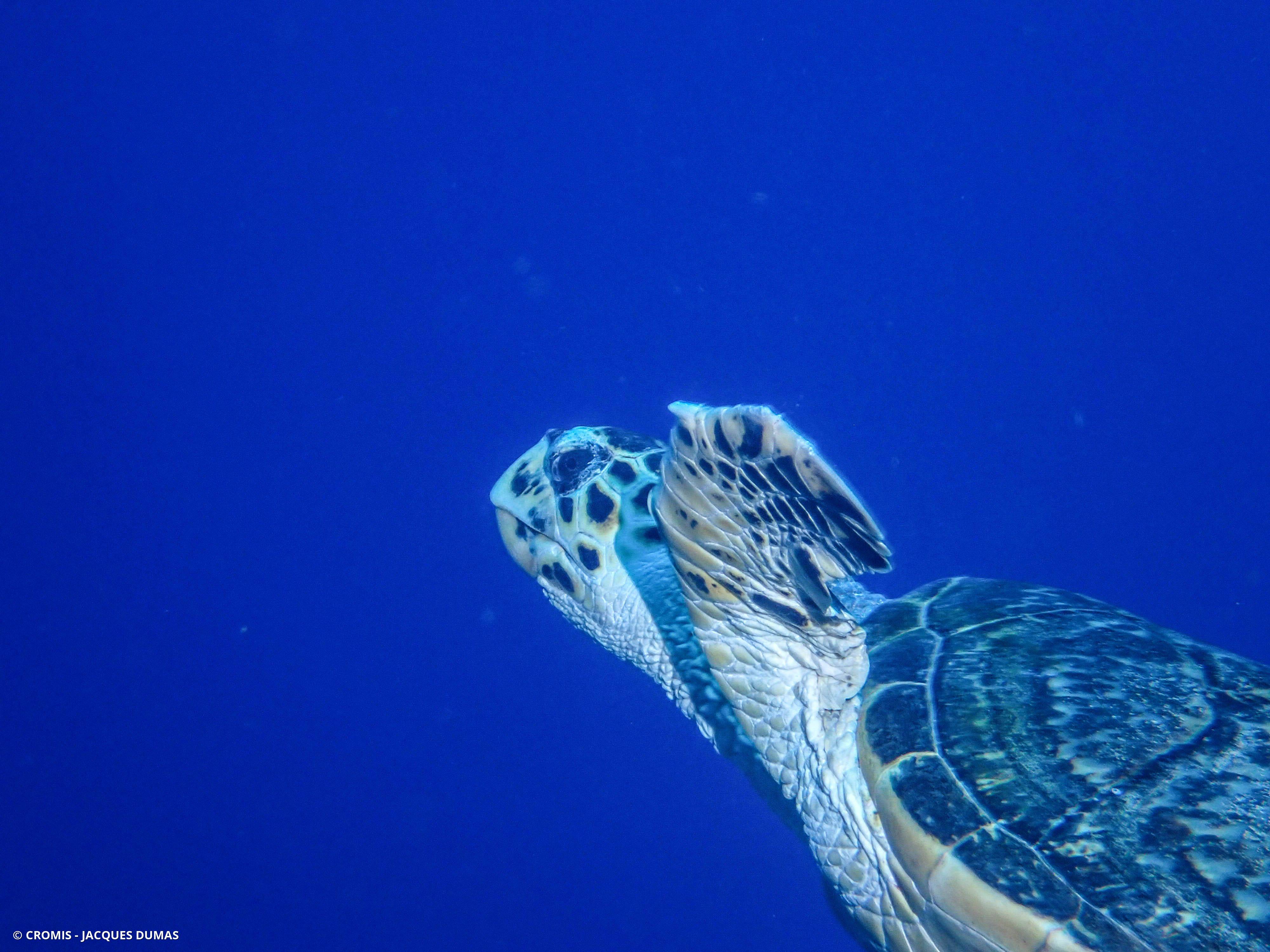 Tortue imbriquée