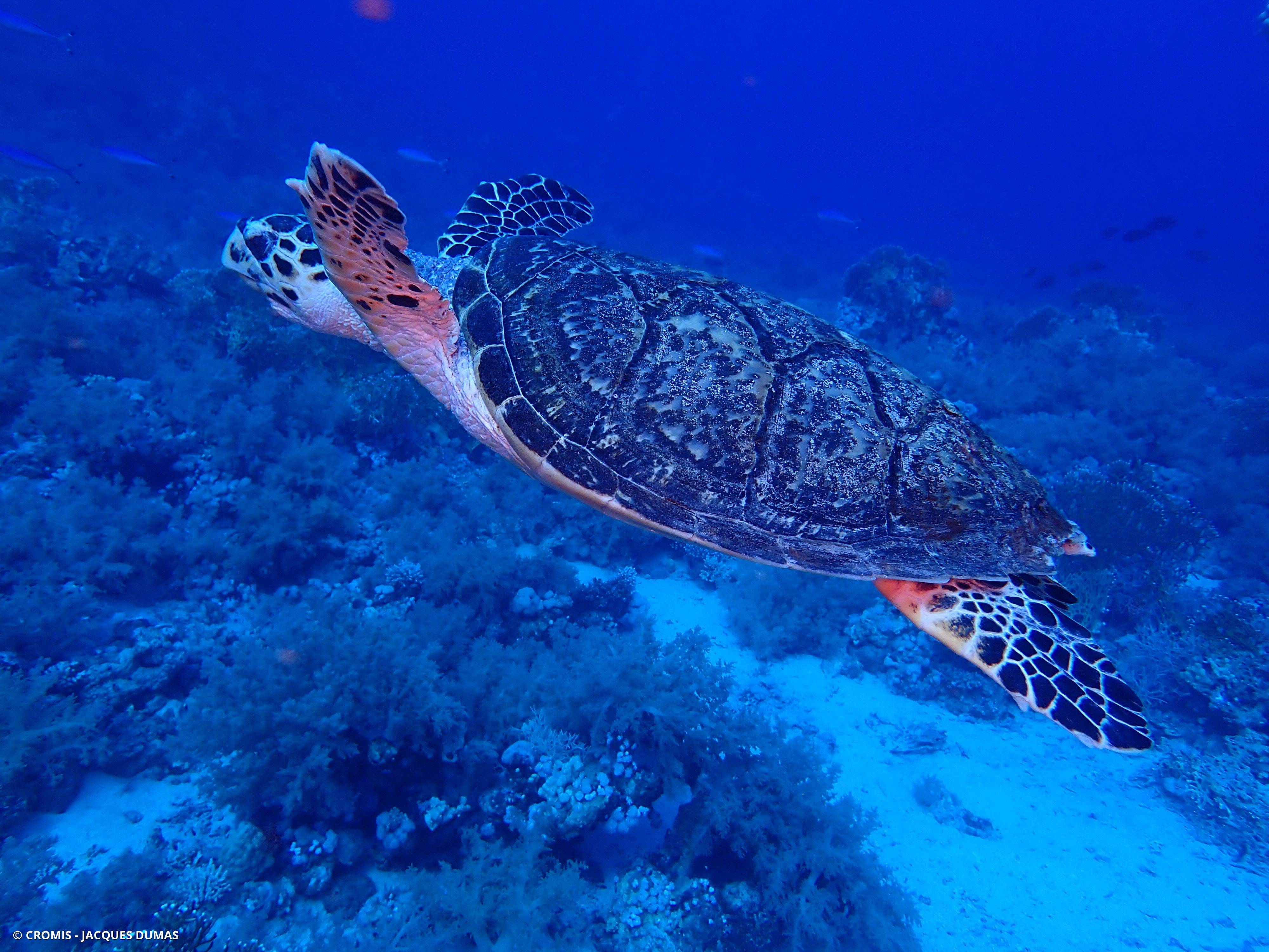 Tortue imbriquée
