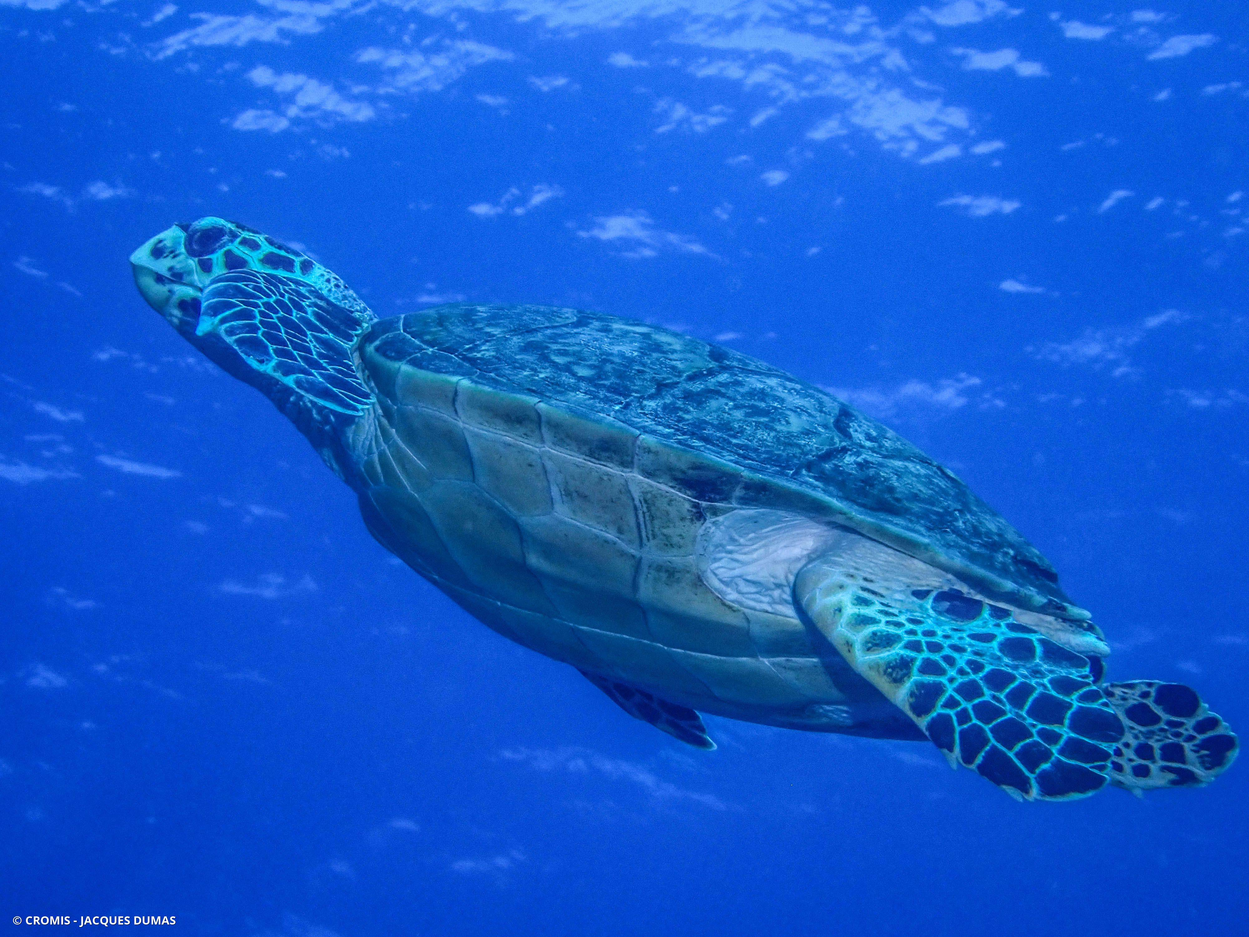 Tortue imbriquée