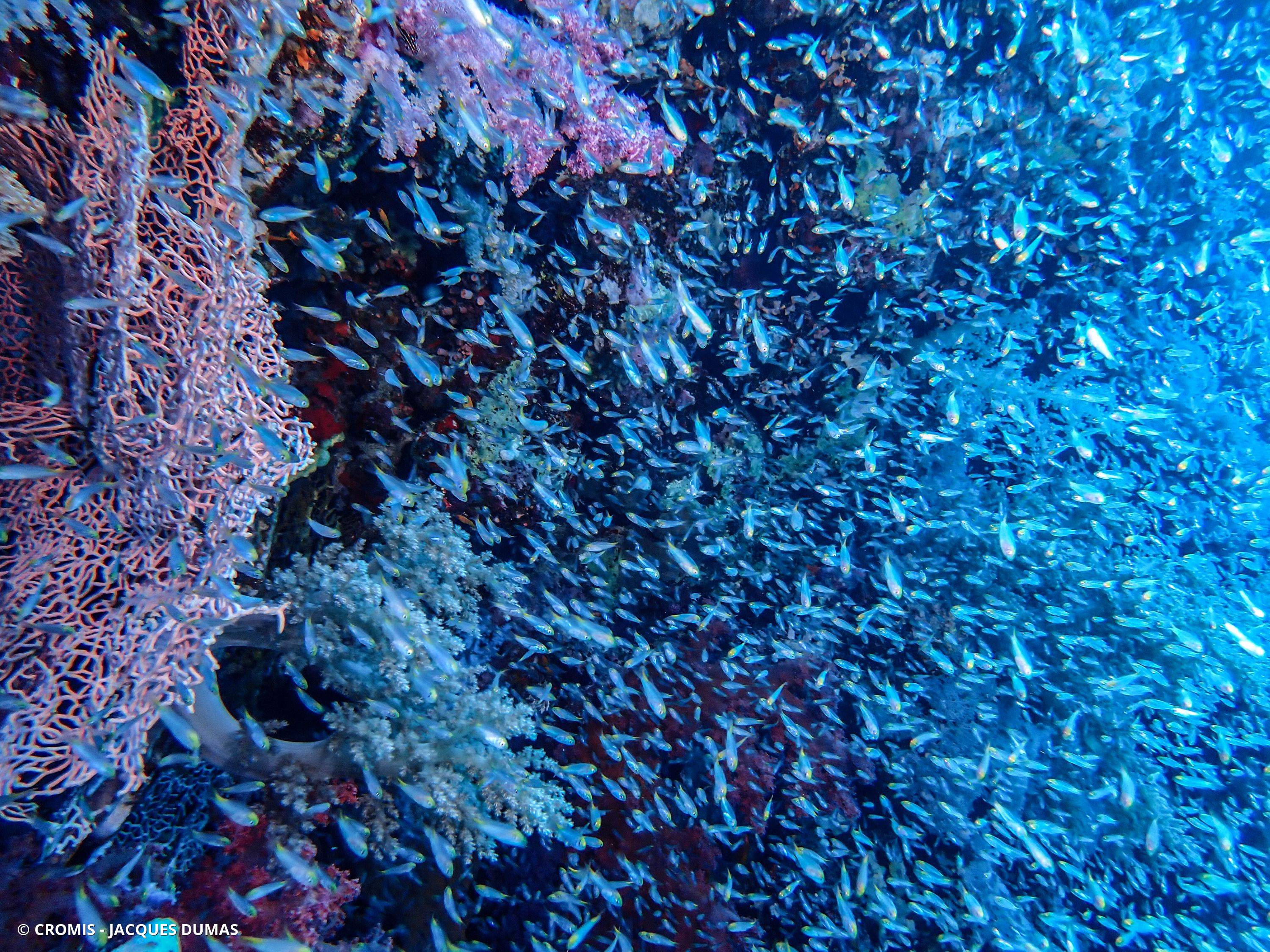 Poisson-hachette nain