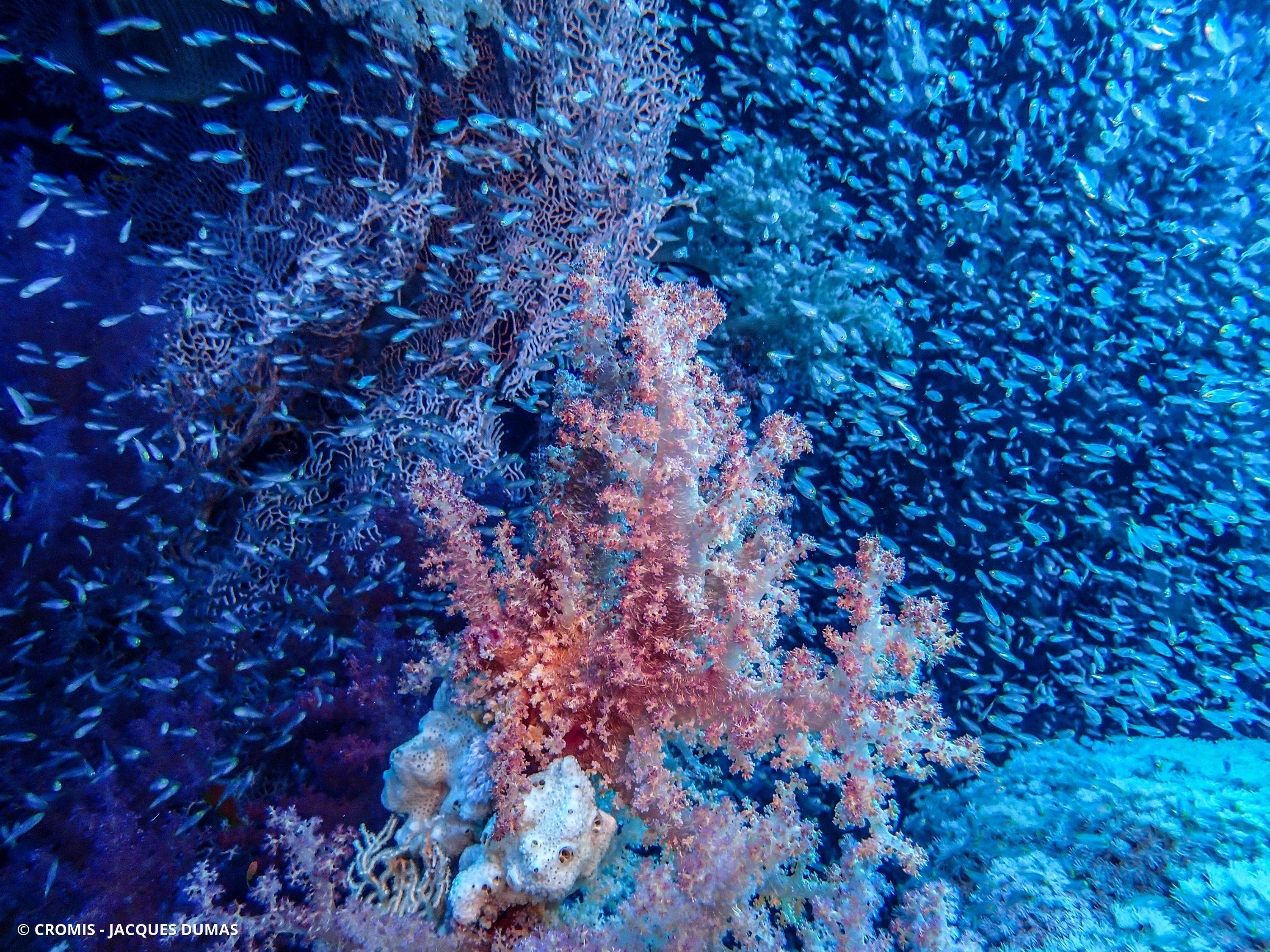 Alcyonaire épineux