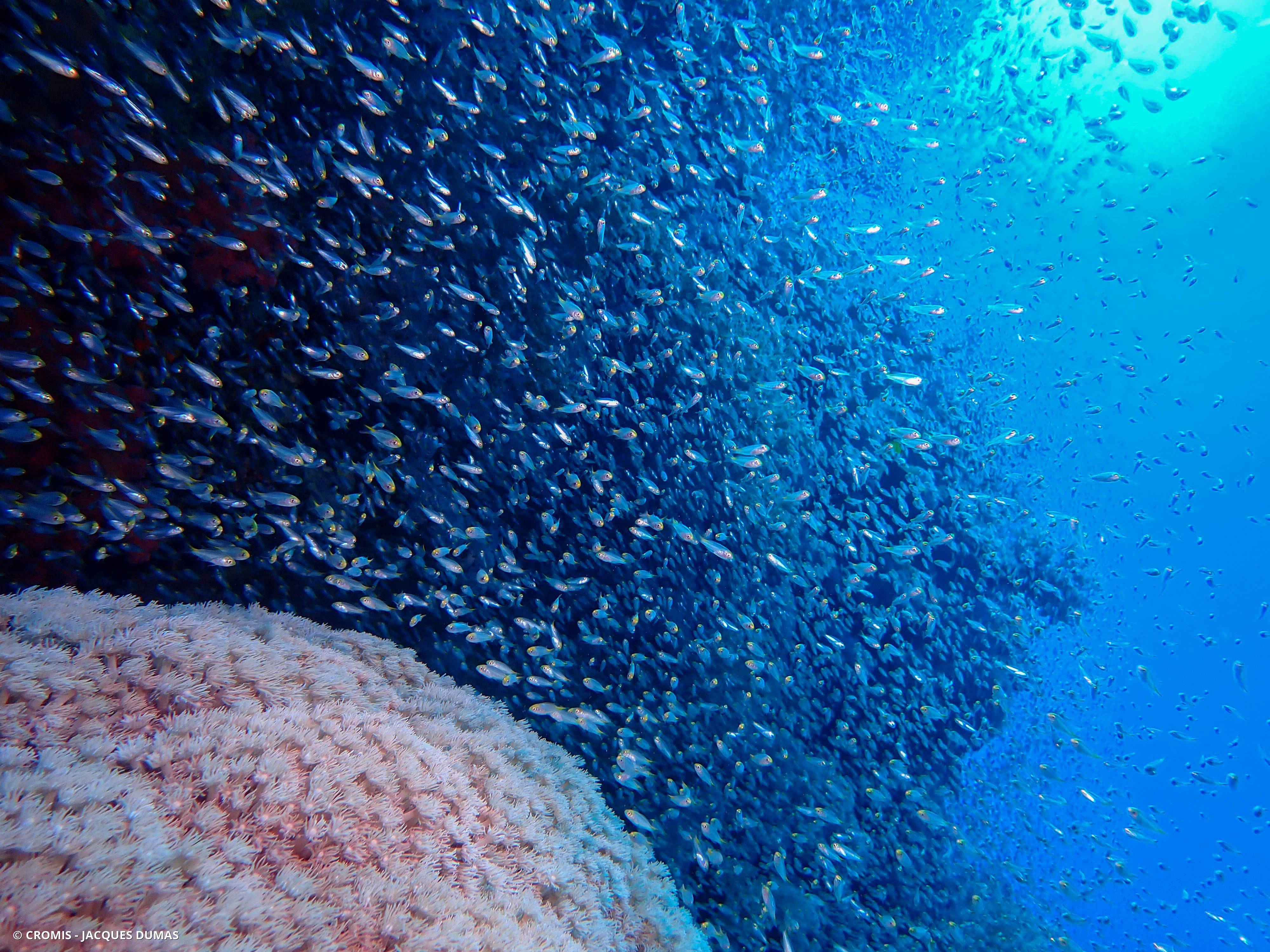 Poisson-hachette nain