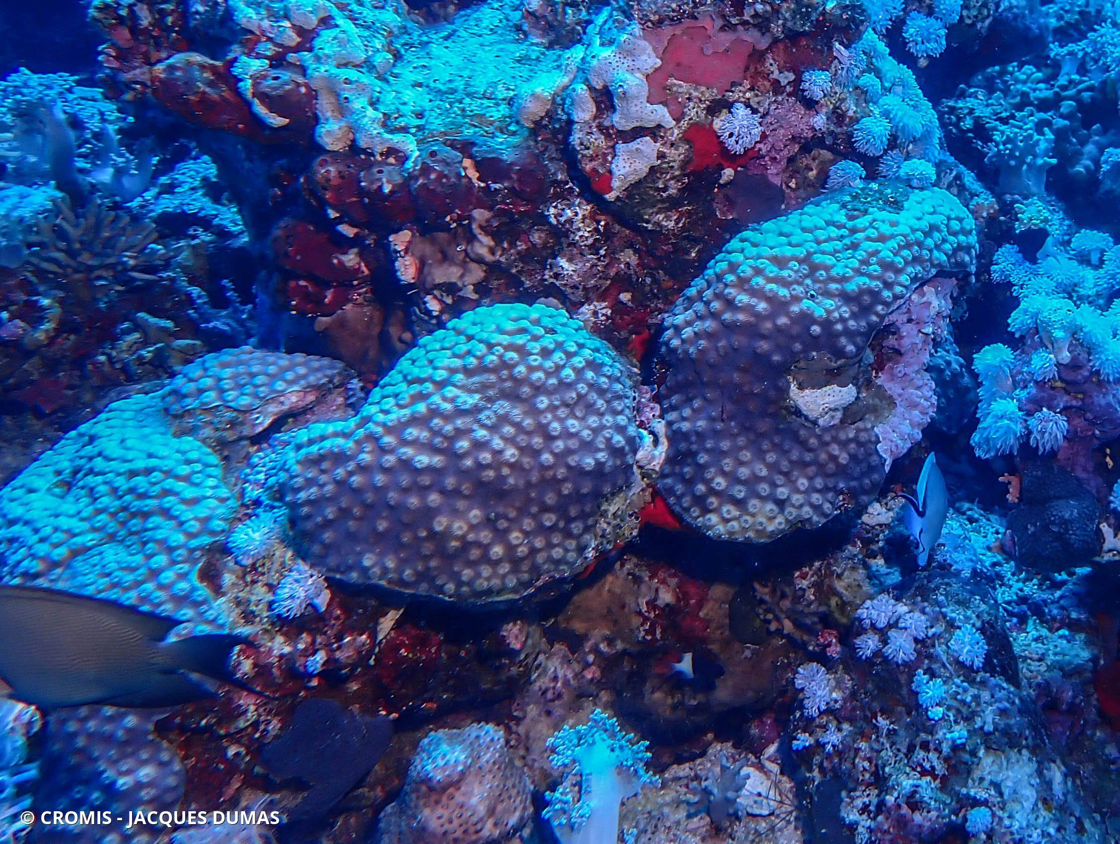 Corail étoile poreux