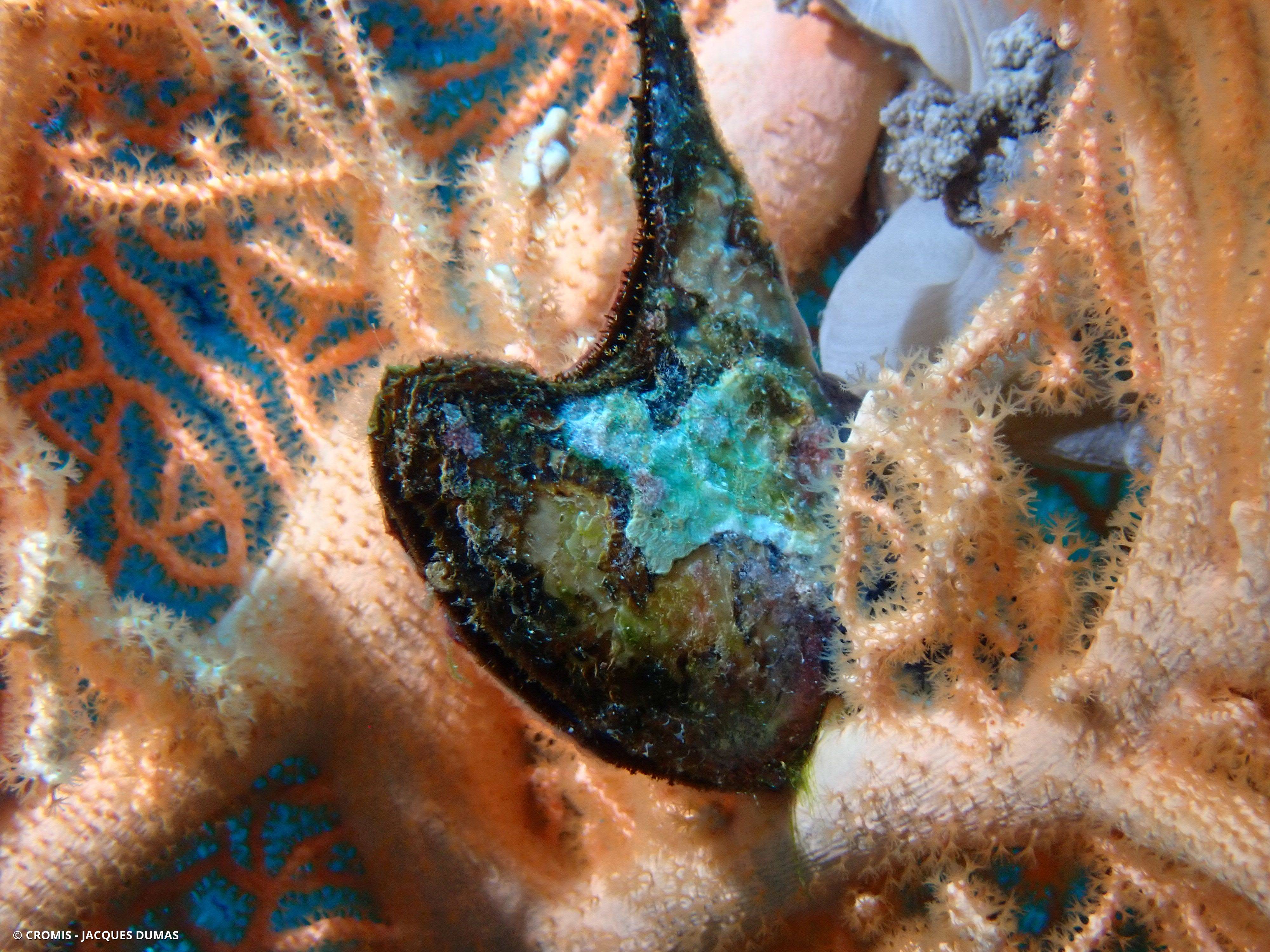 Avicule de Mer Rouge