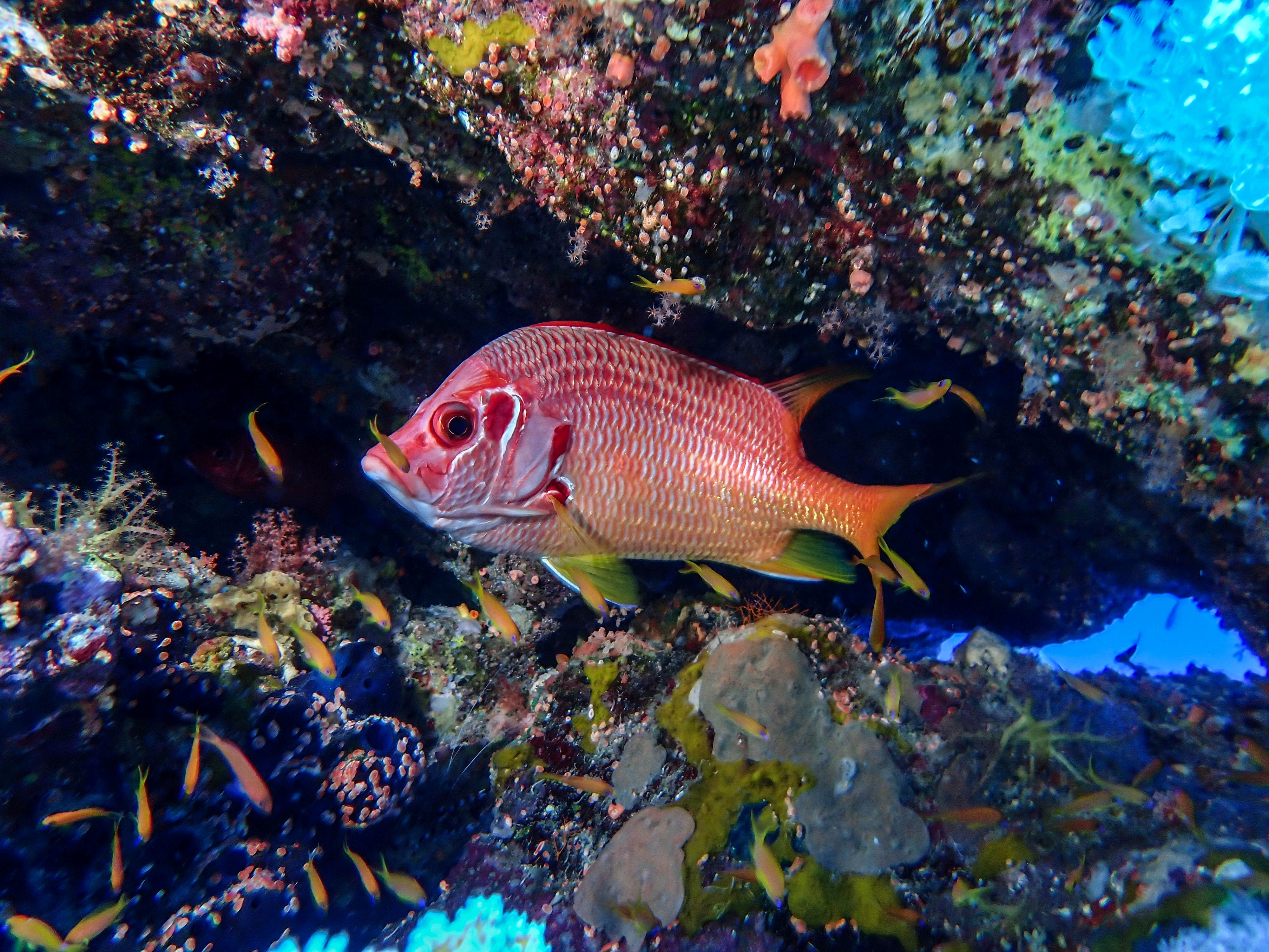 Poisson-écureuil géant
