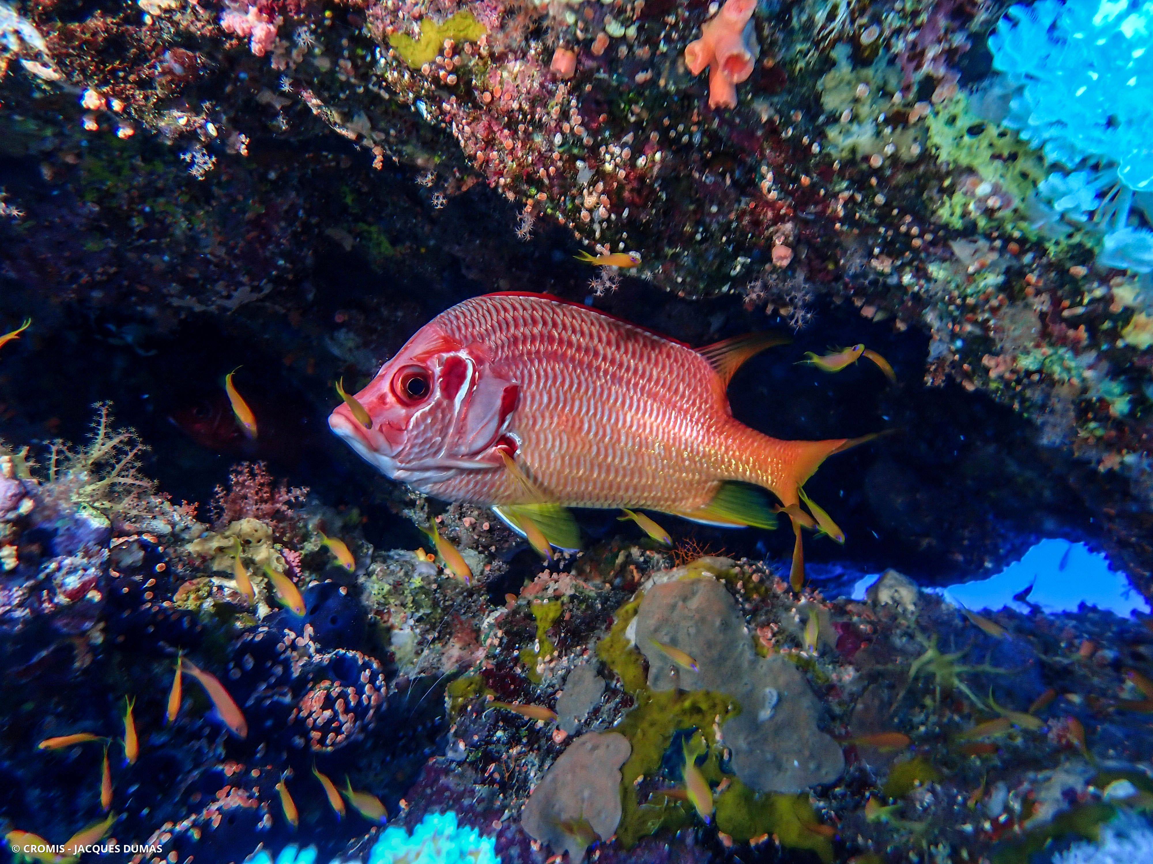 Poisson-écureuil géant