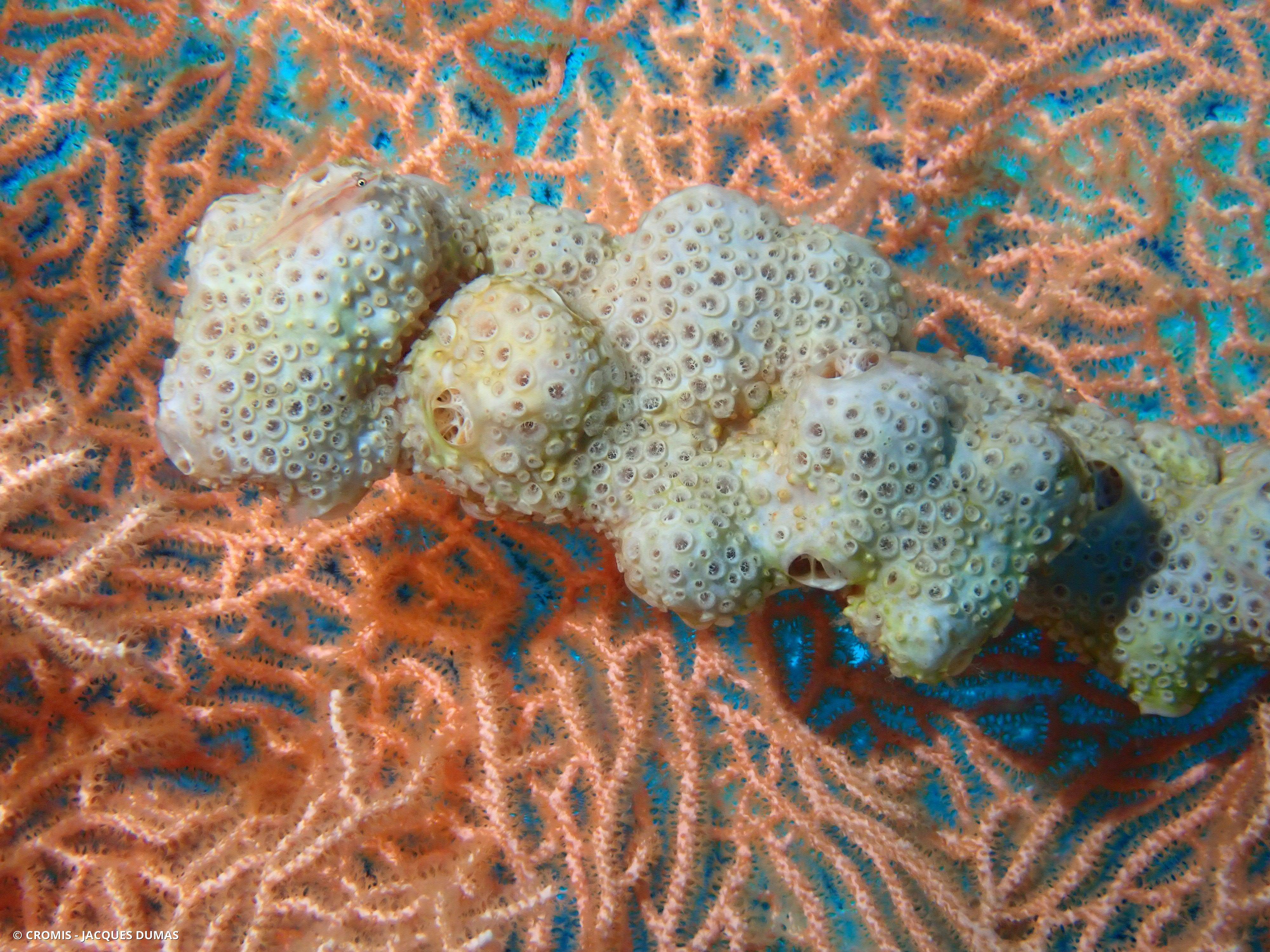 Crella (Grayella) cyatophora