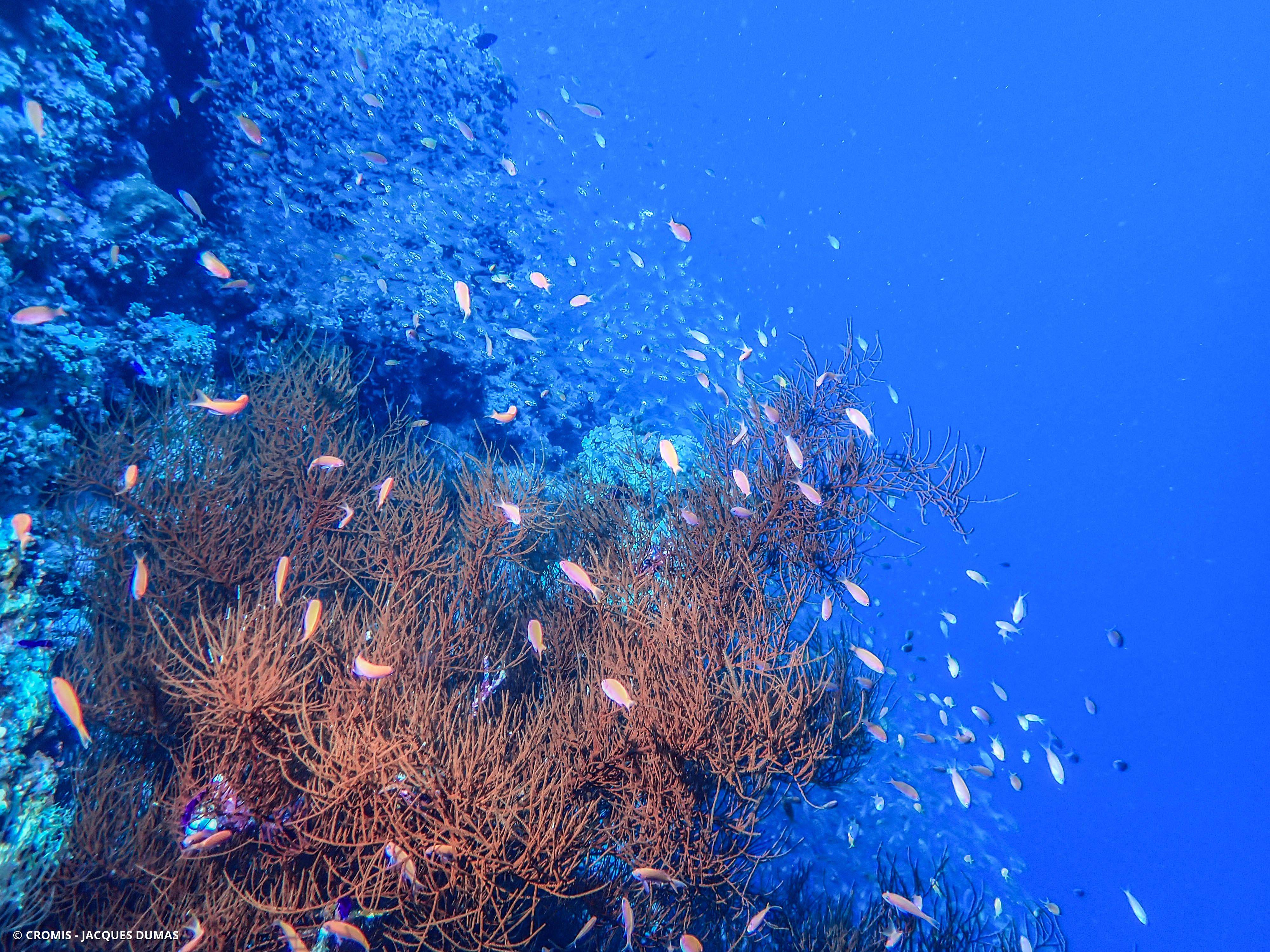 Corail noir tropical