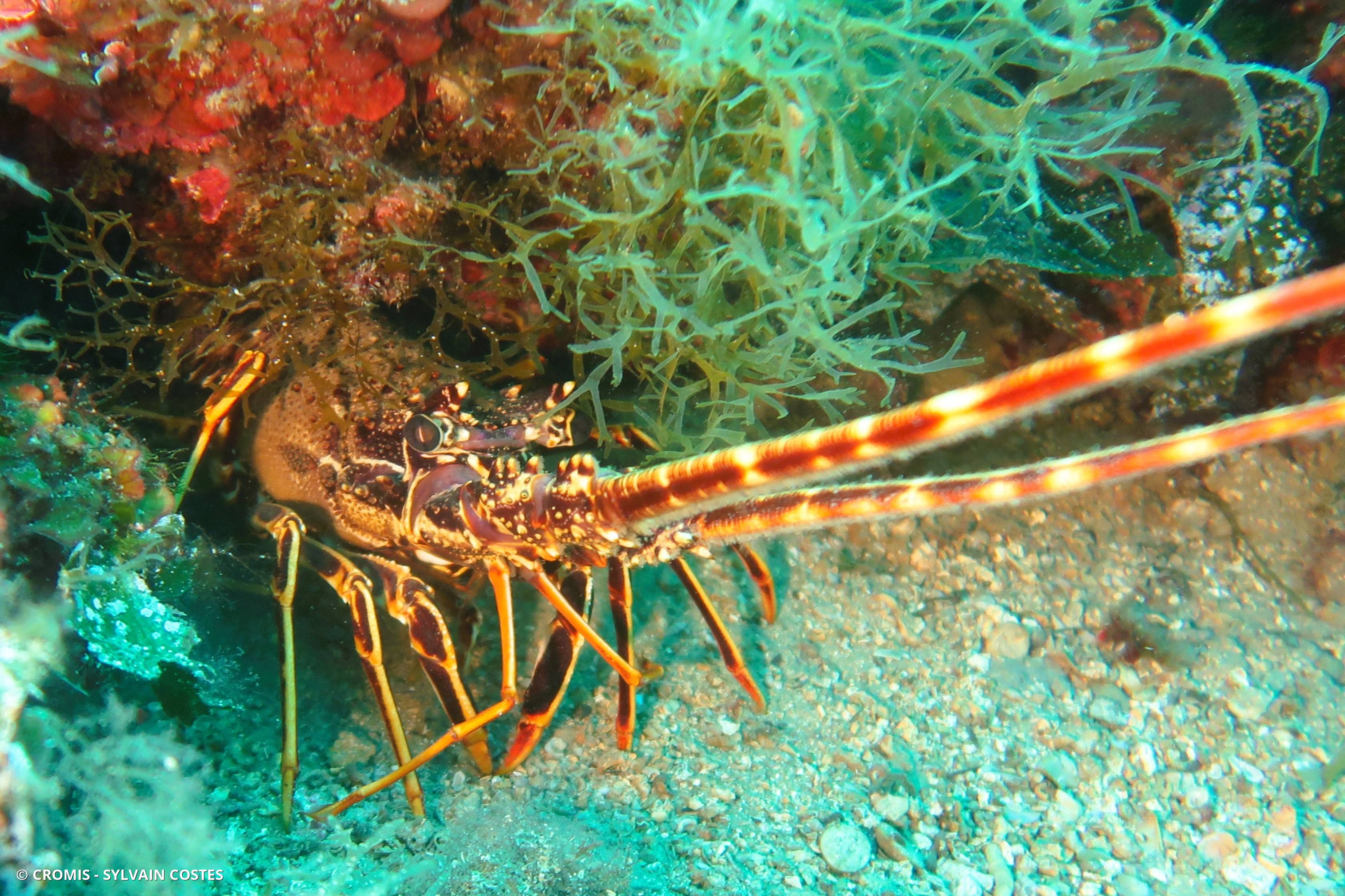 Langouste rouge