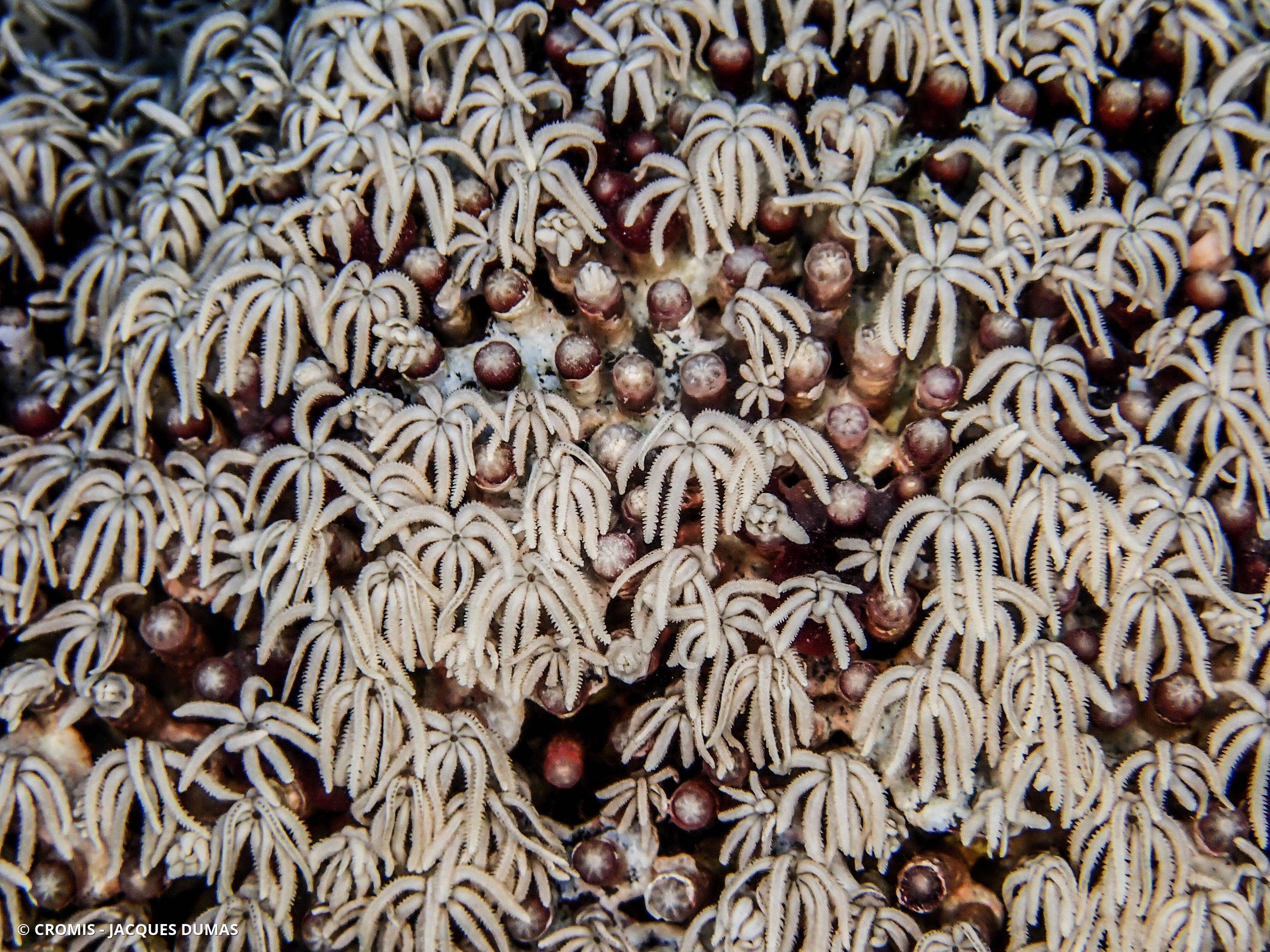 Orgue de mer
