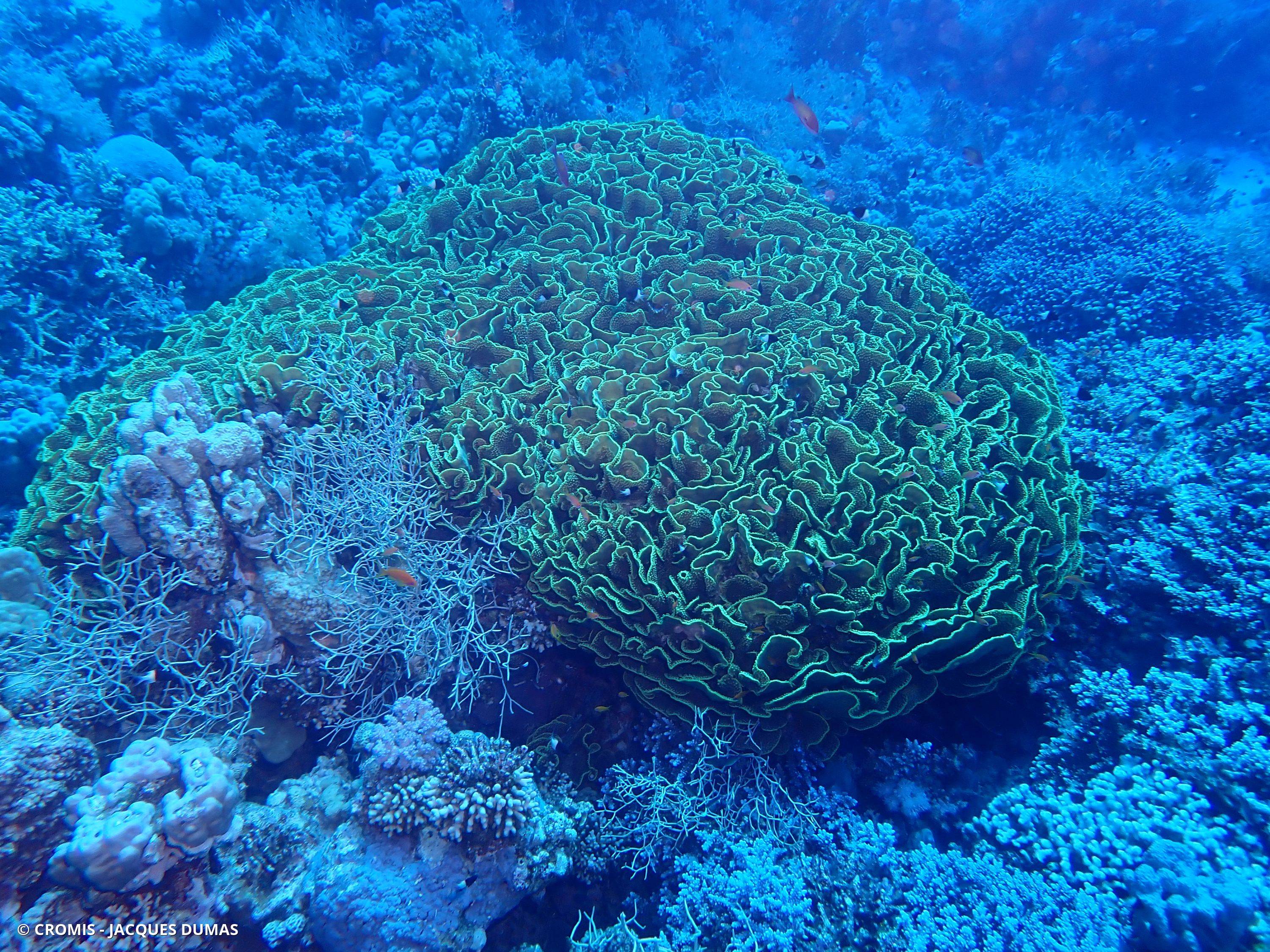 Corail coupe laitue