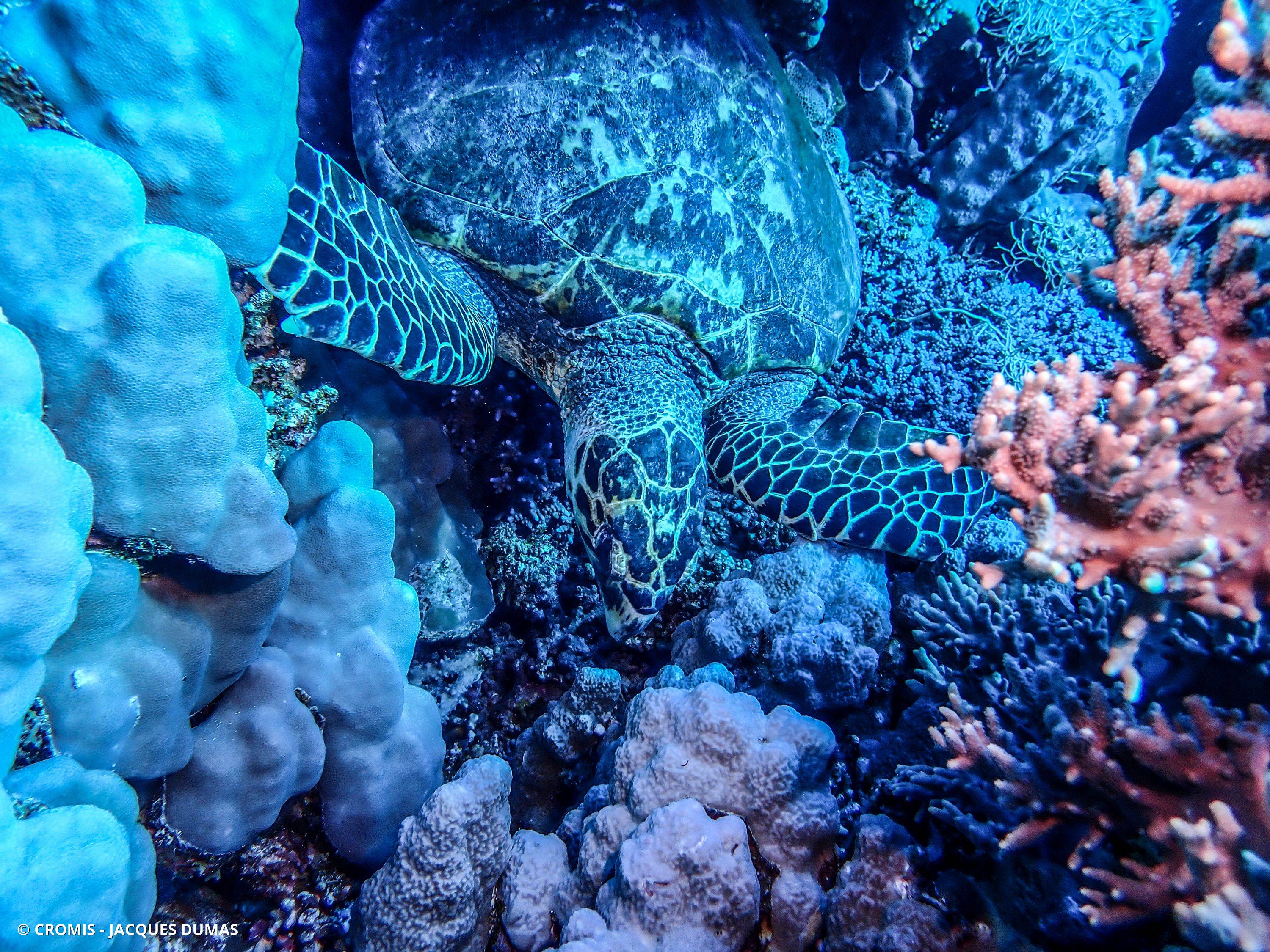 Tortue imbriquée