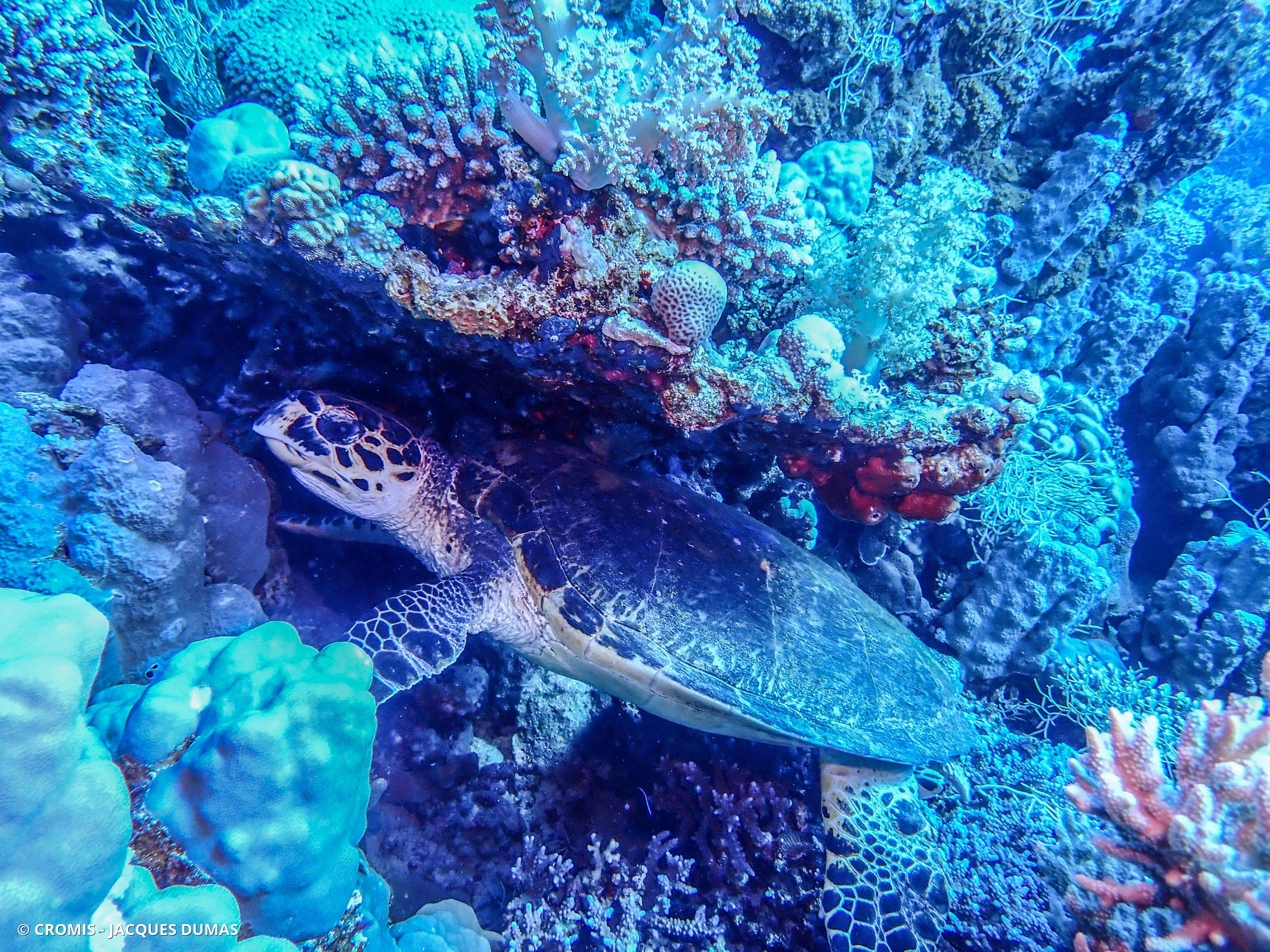 Tortue imbriquée