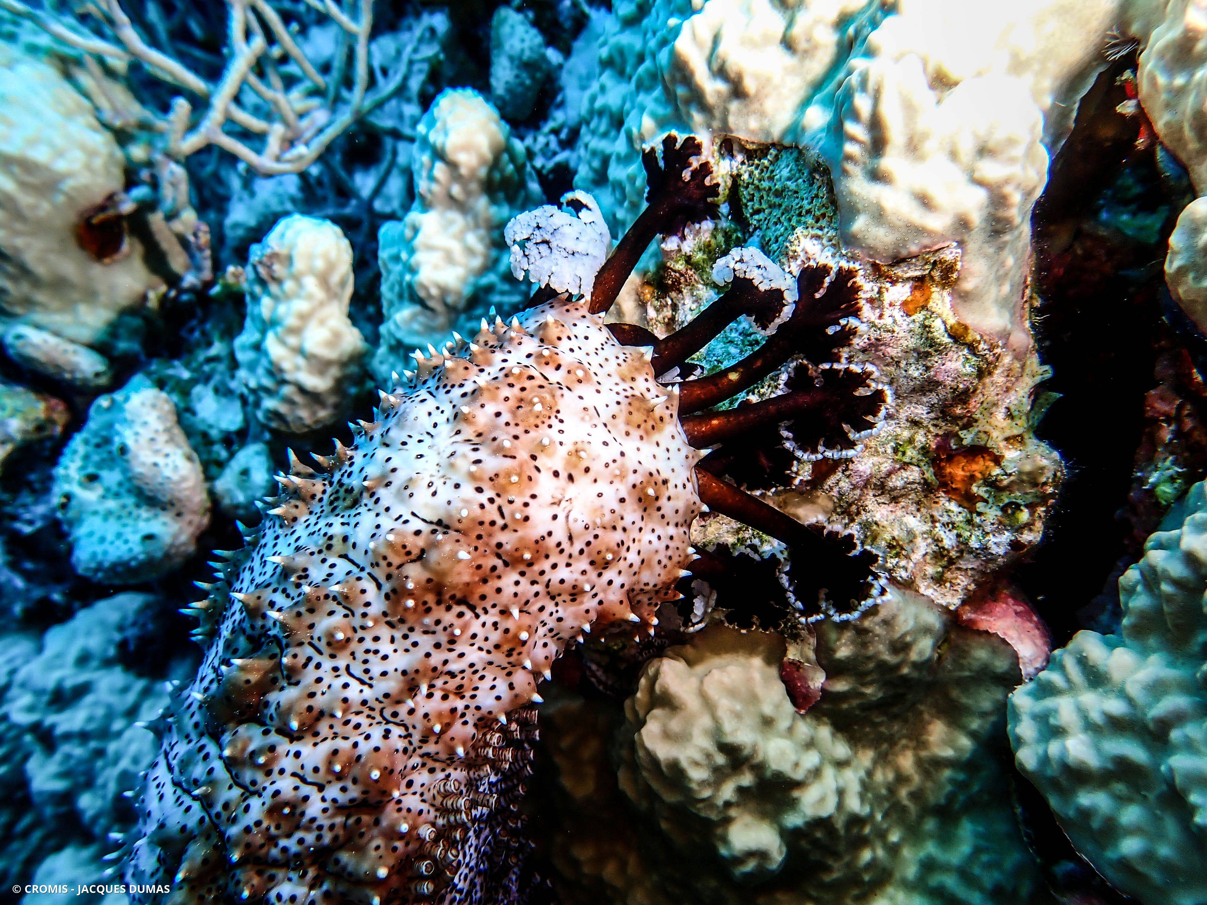 Holothurie à ocelles noirs