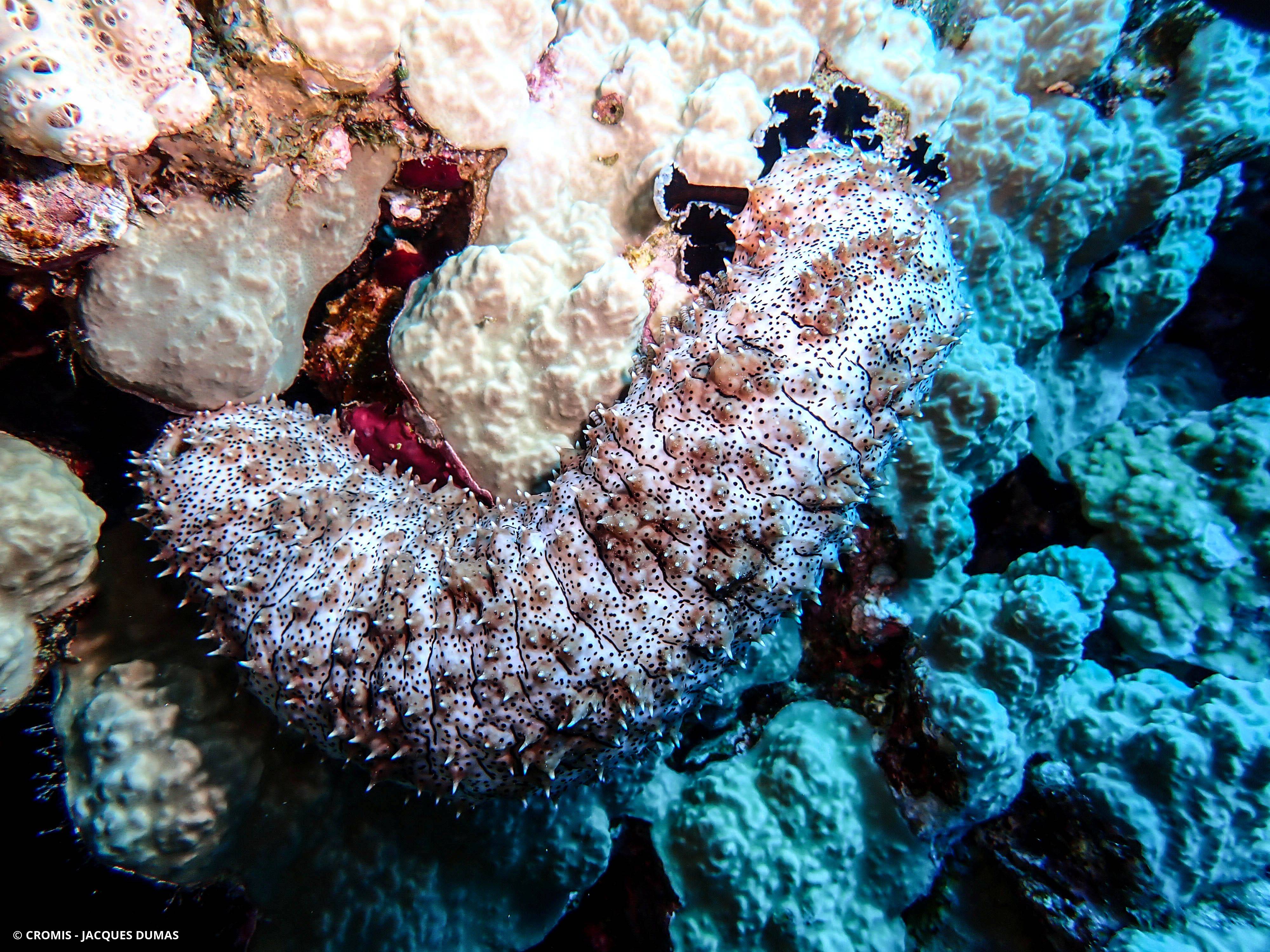 Holothurie à ocelles noirs