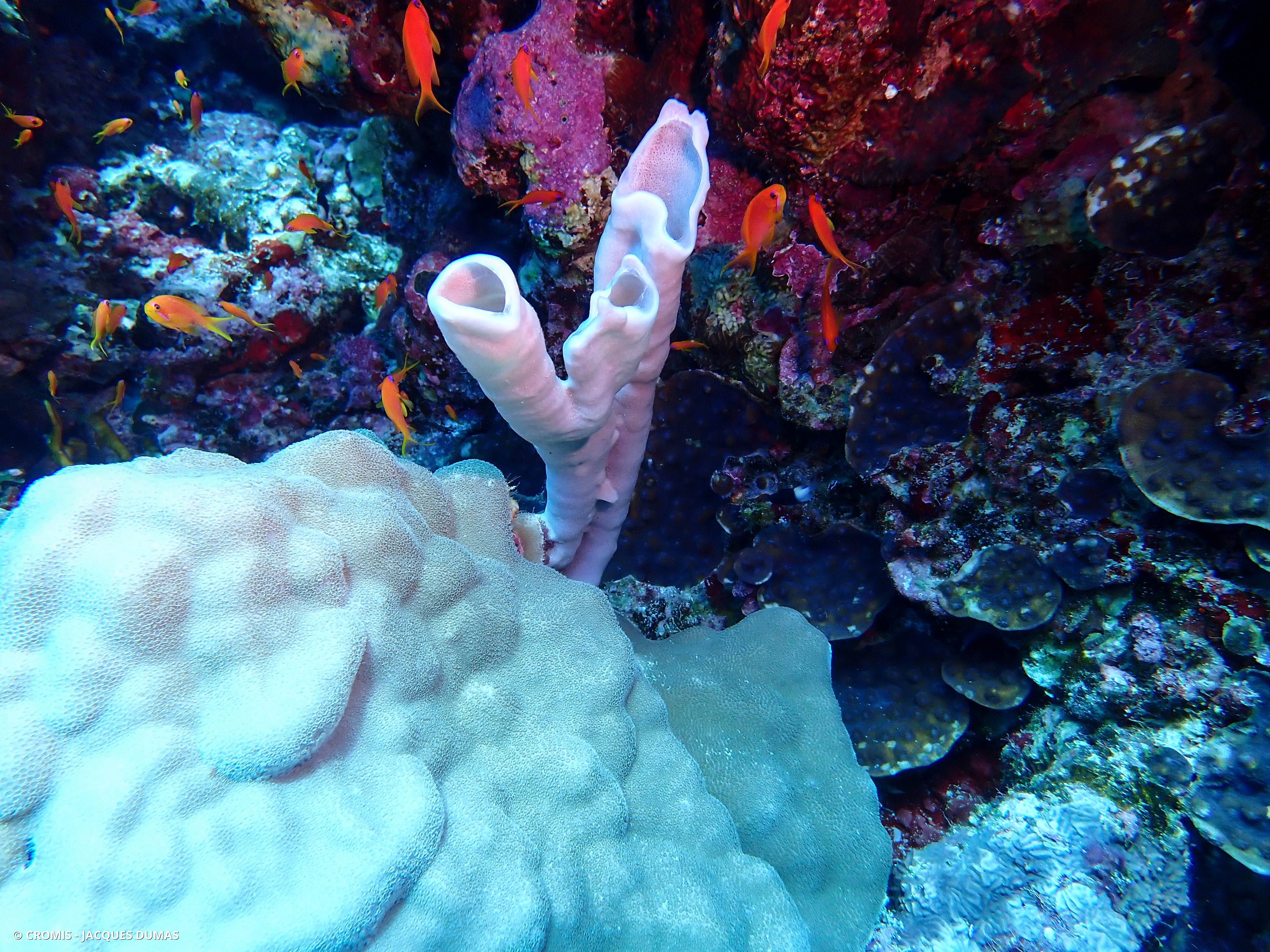 Photo 1 sur 8 : Eponge tubulaire lavande