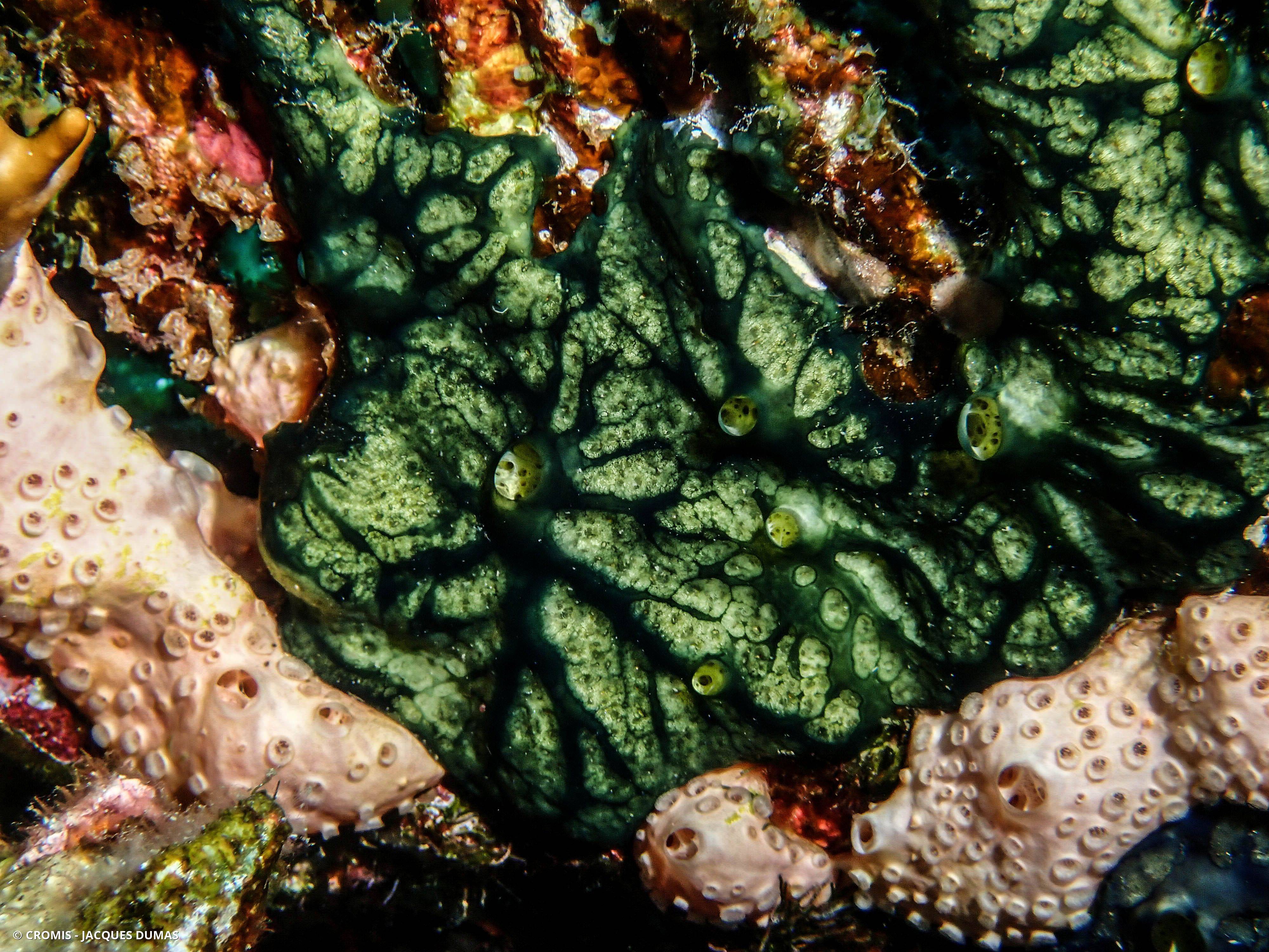 Eponge bleue à cratères de Mer Rouge