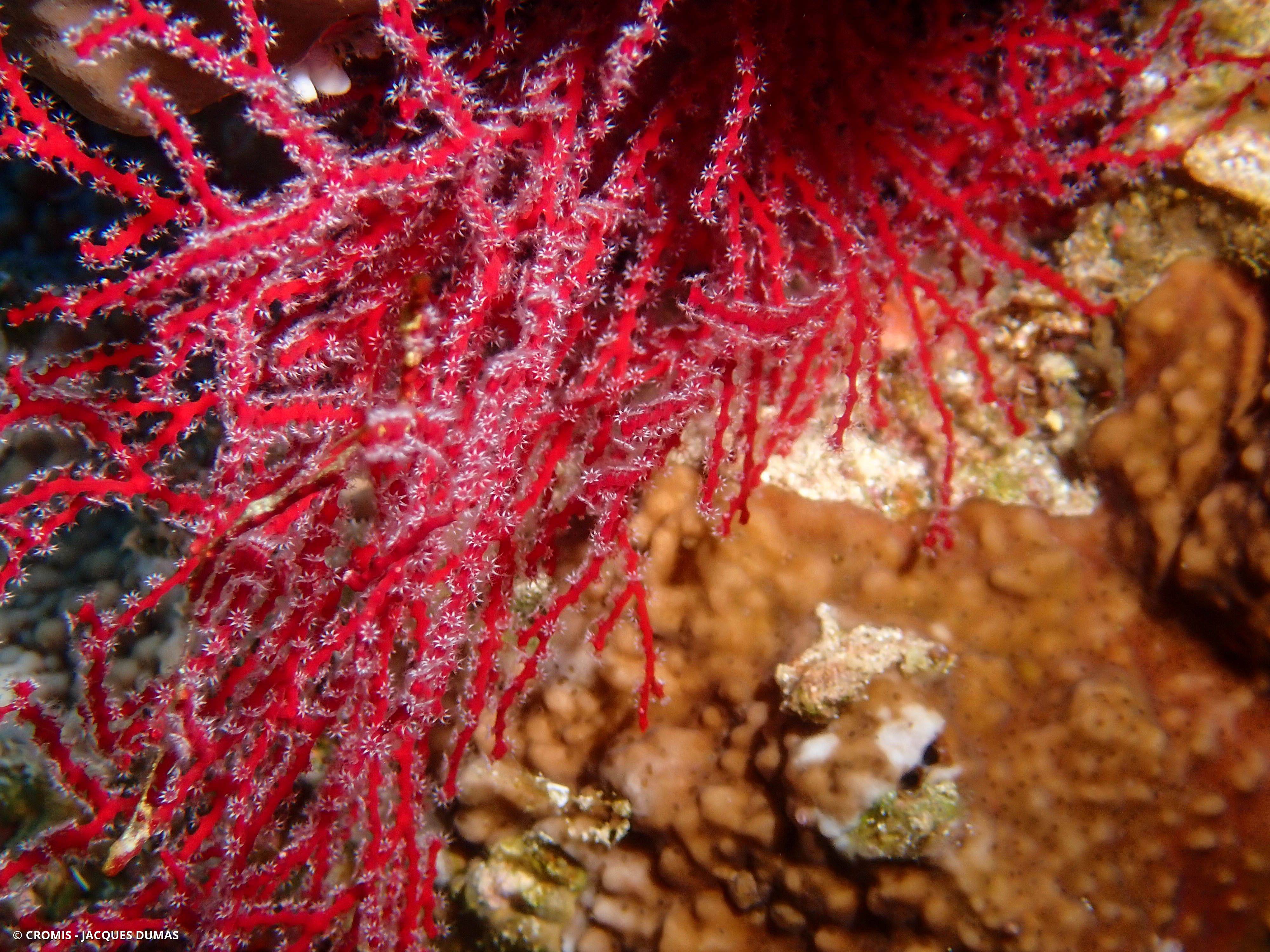 Melithaea biserialis