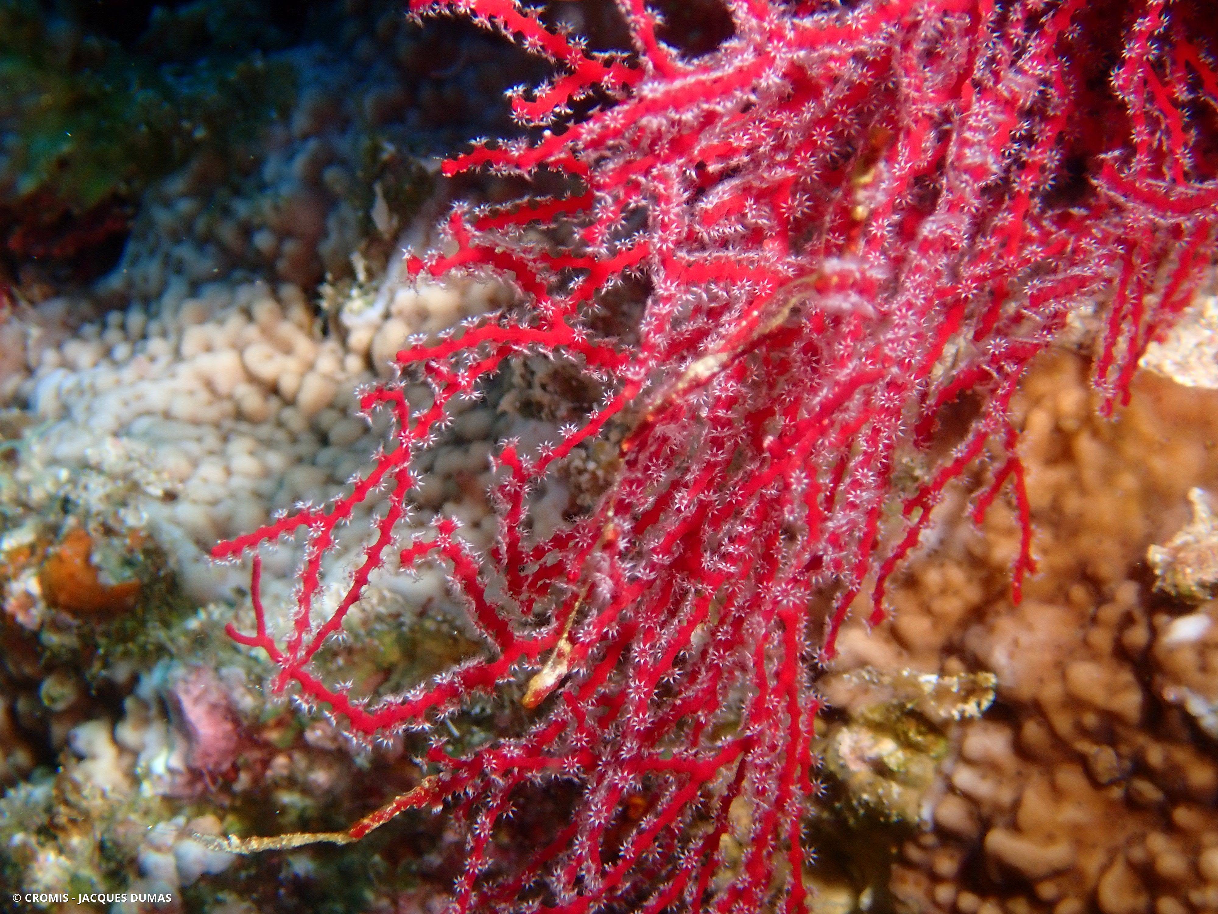 Melithaea biserialis