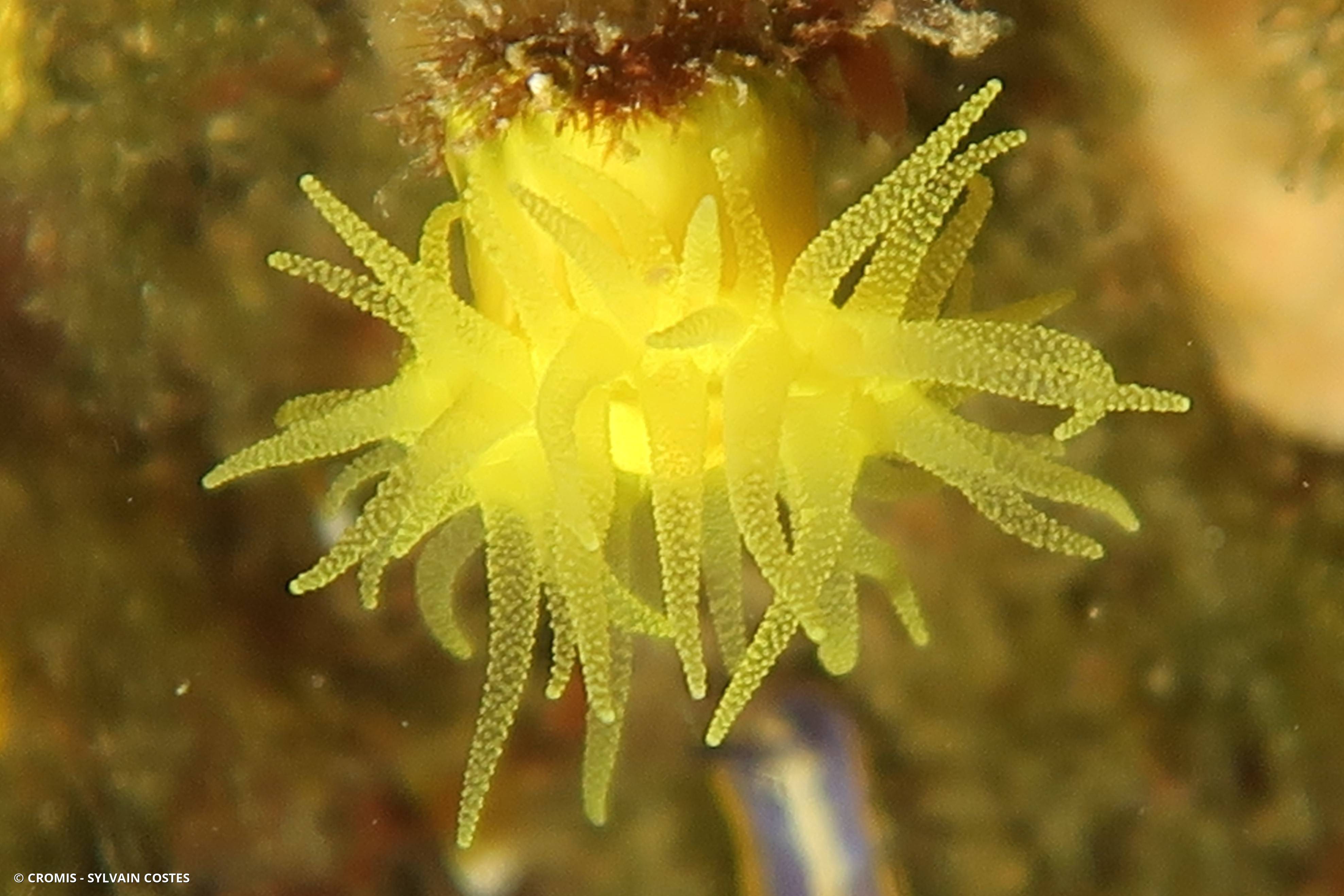 Corail jaune solitaire