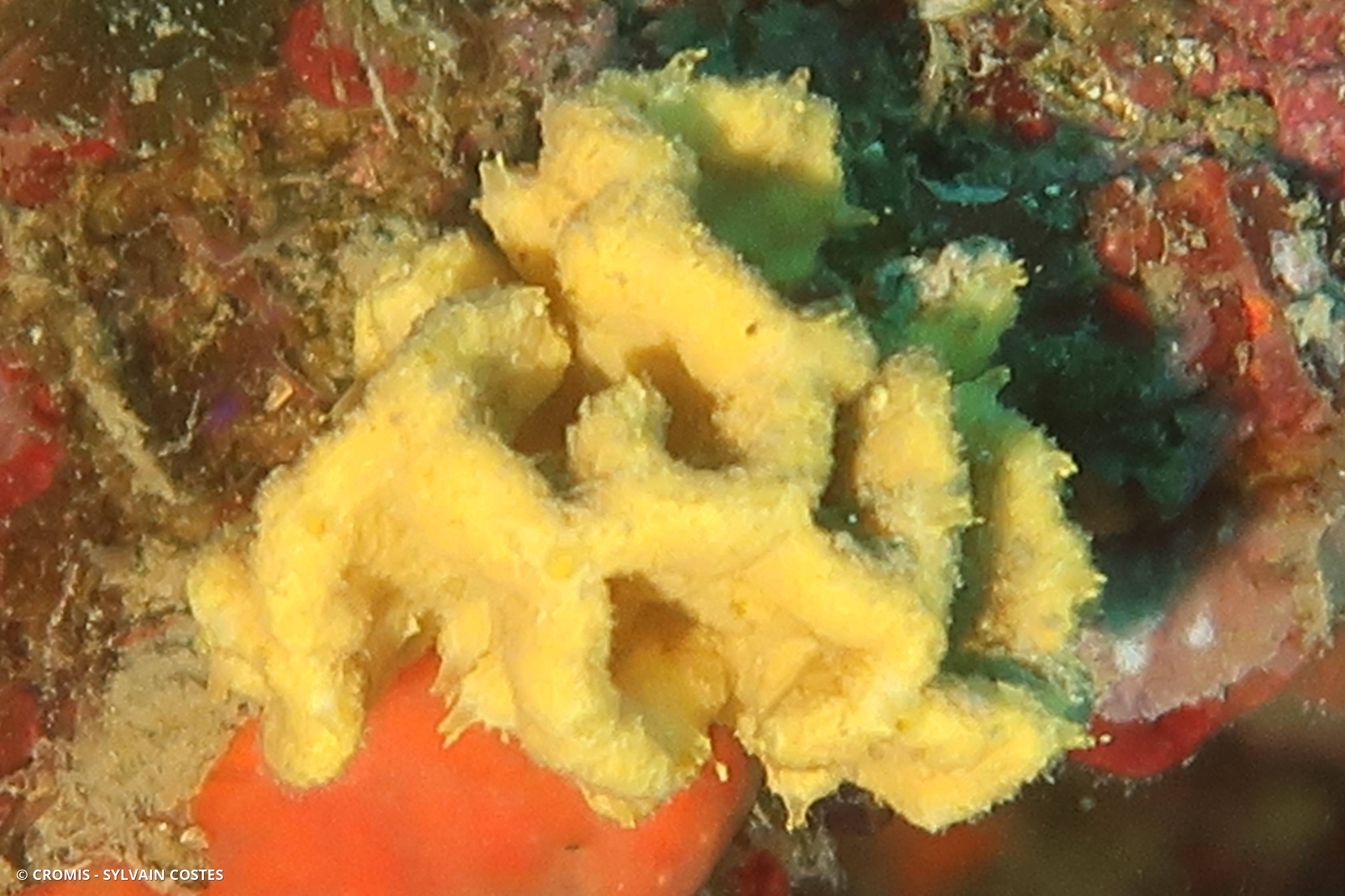 Axinelle plate