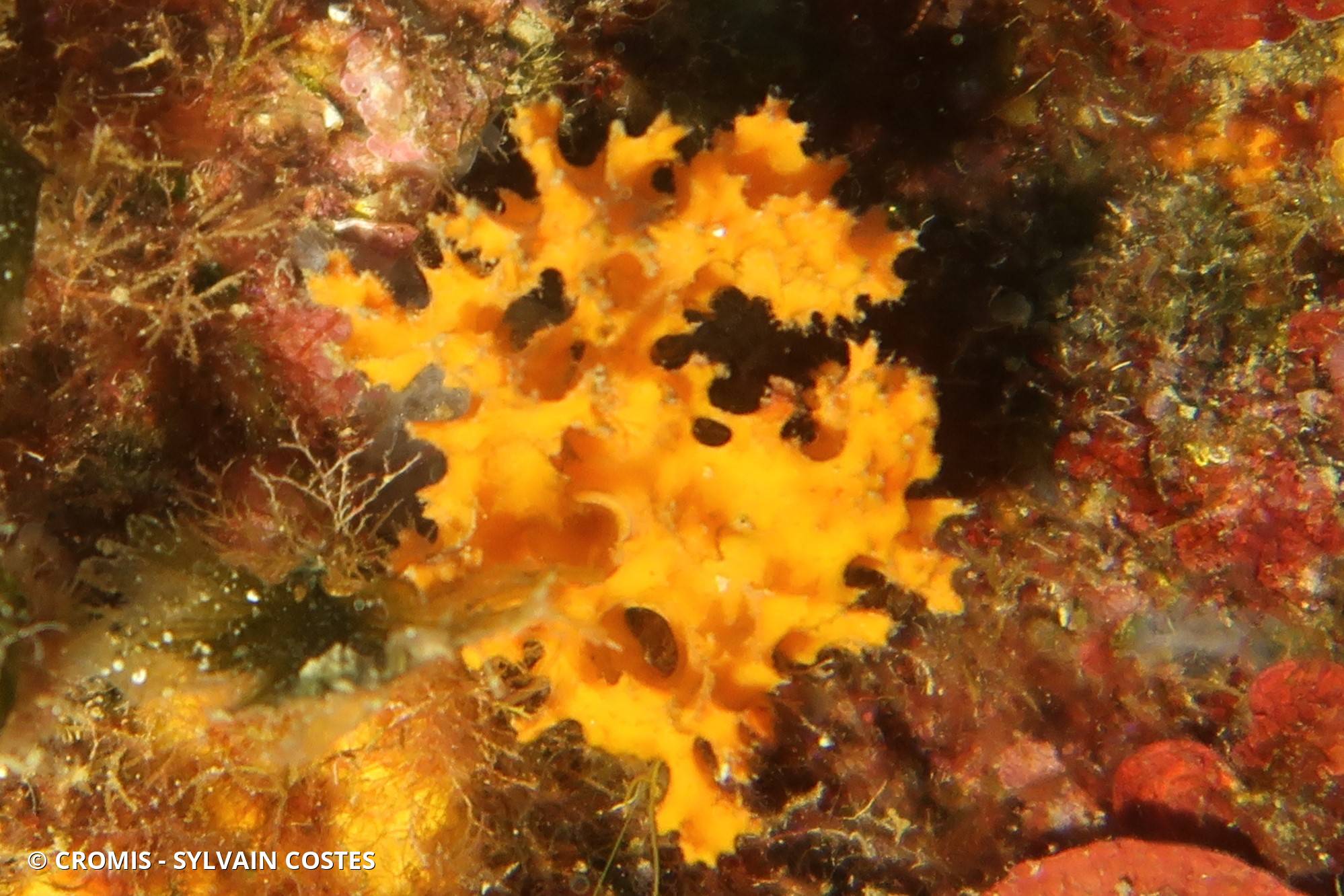 Eponge épineuse orange