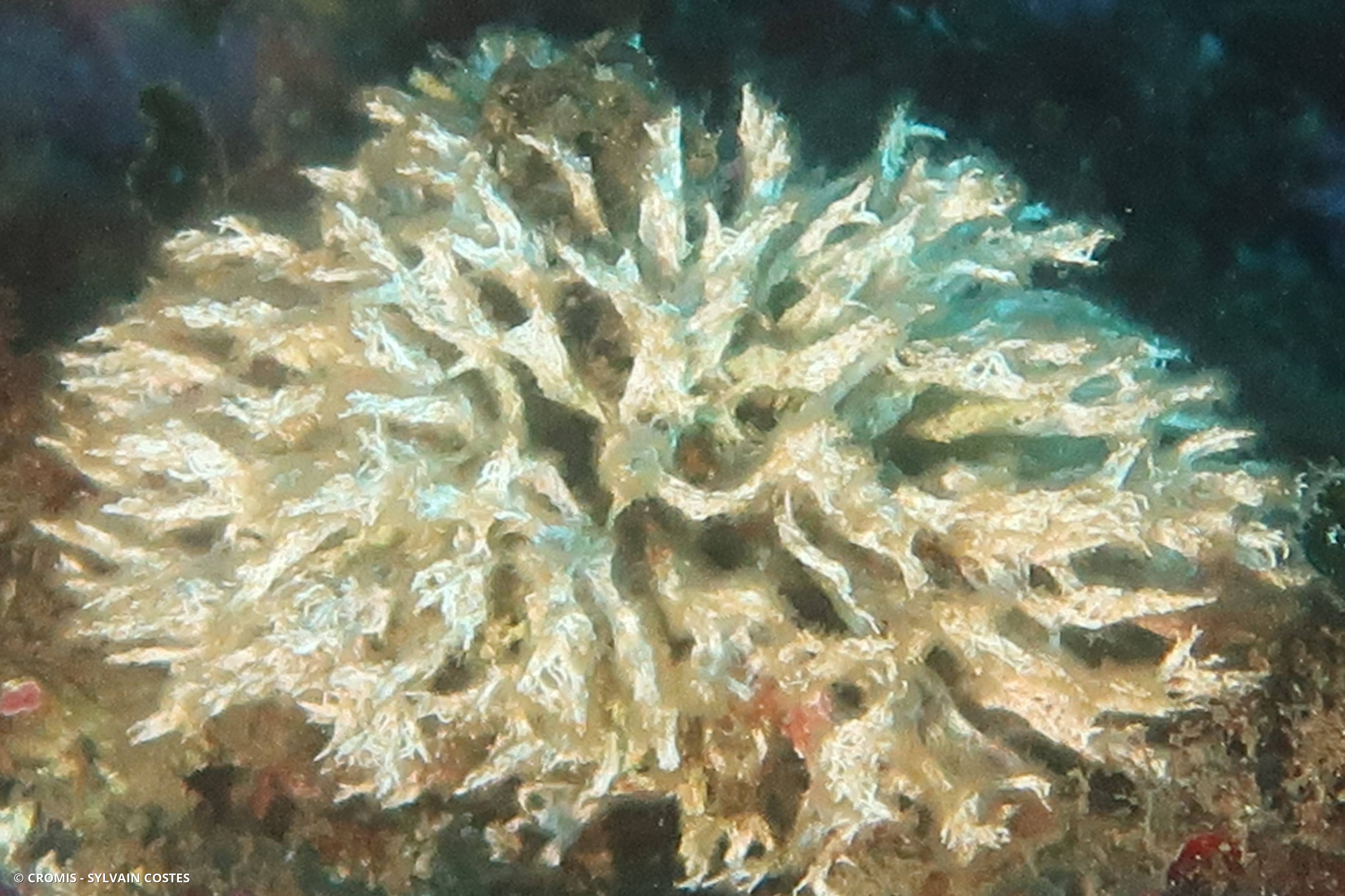 Salmacine de Dyster