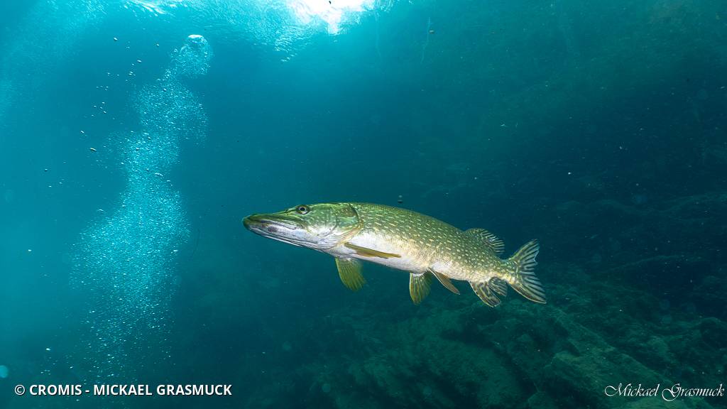 Brochet