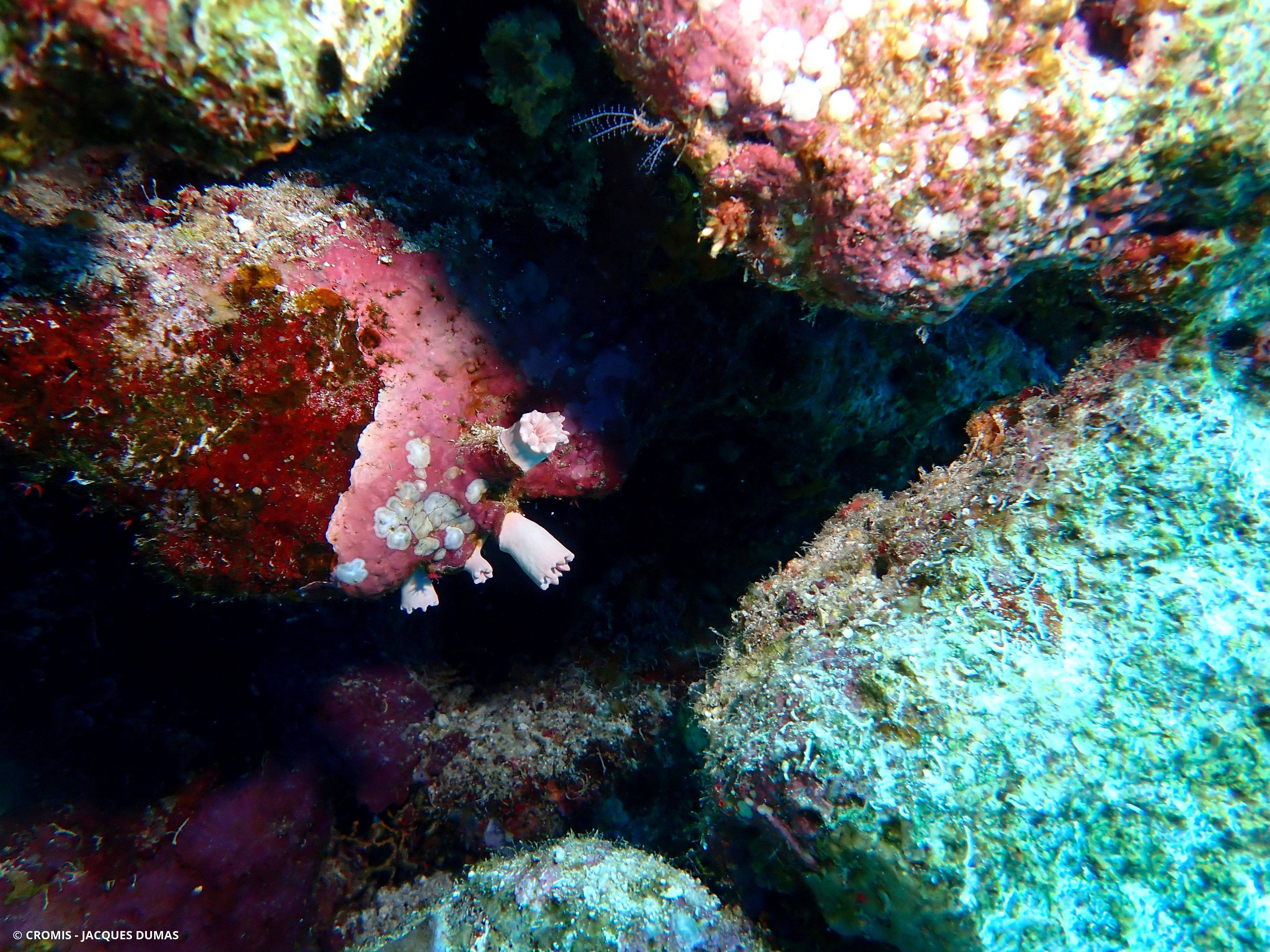 Rhizopsammia wettsteini