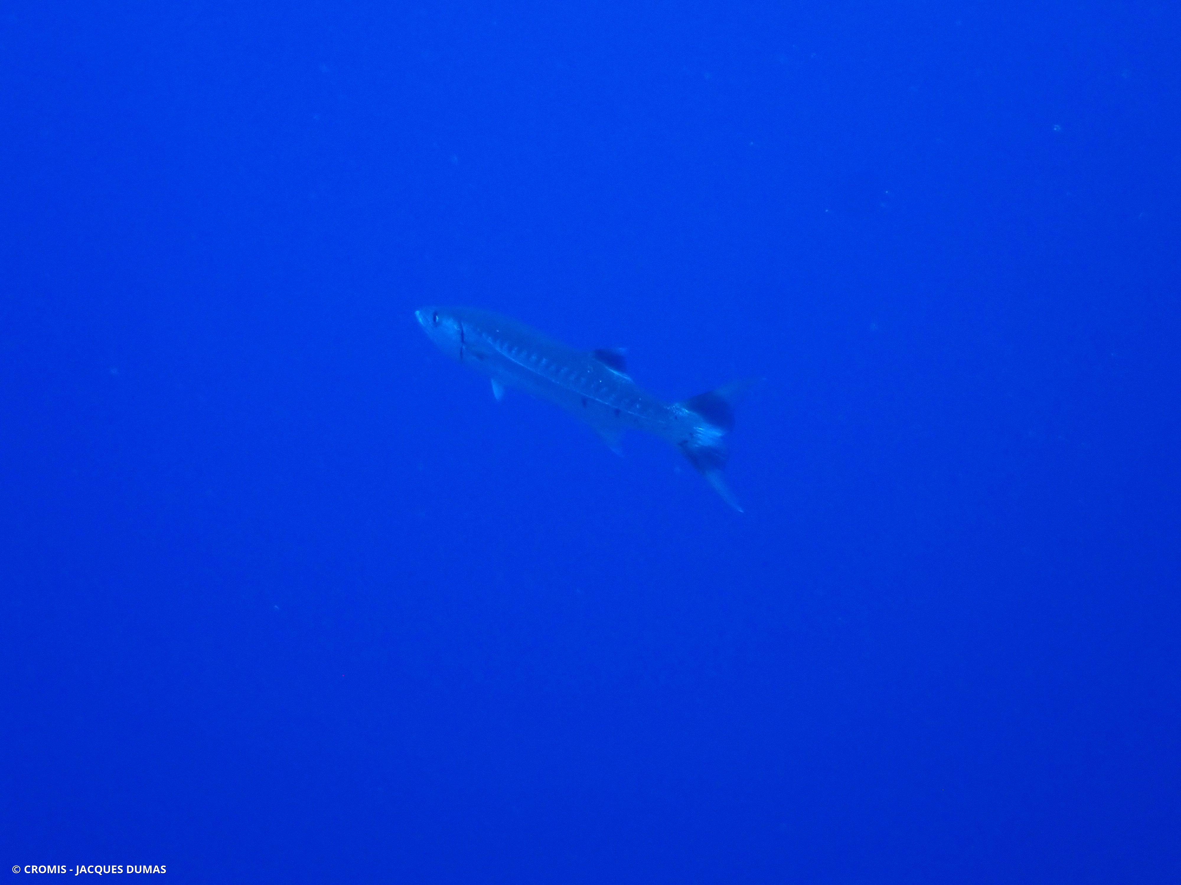 Grand barracuda
