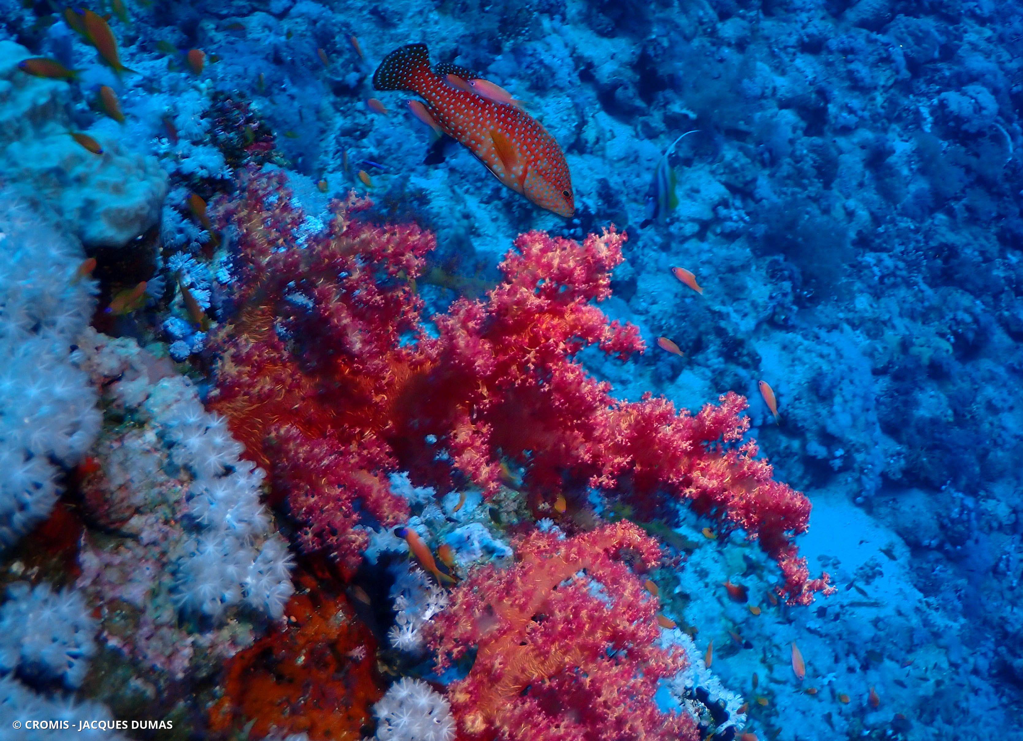 Alcyonaire épineux