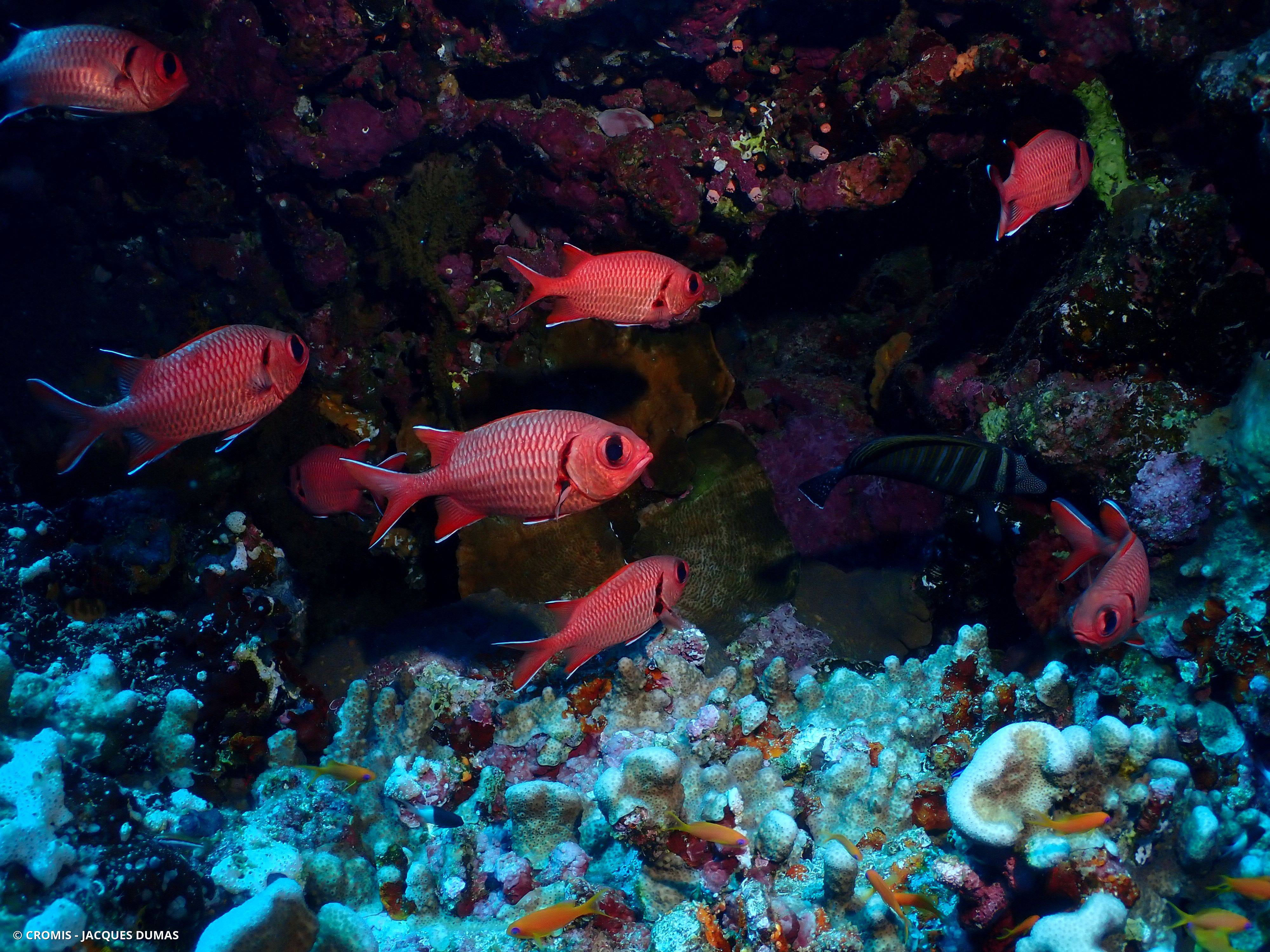 Poisson-soldat à œillères